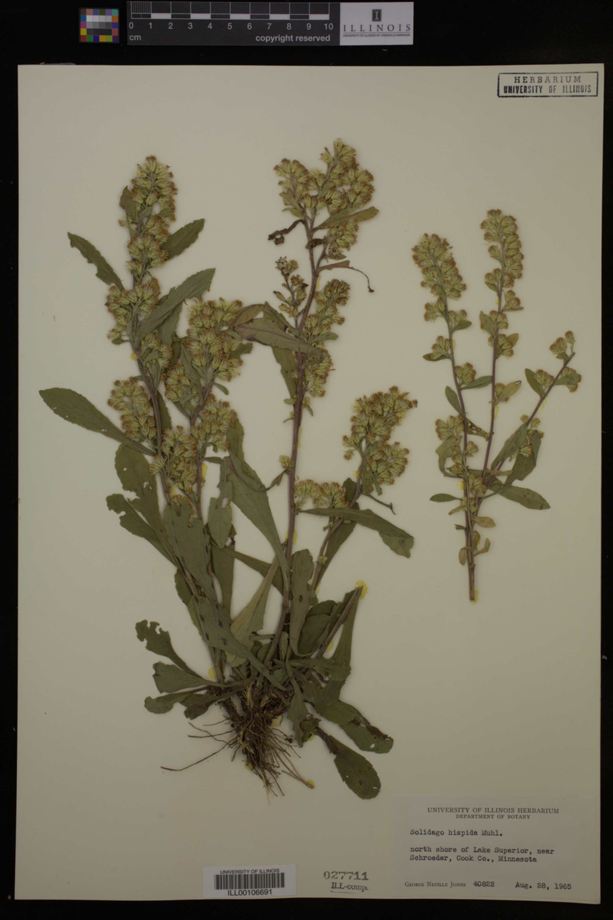 Solidago hispida image