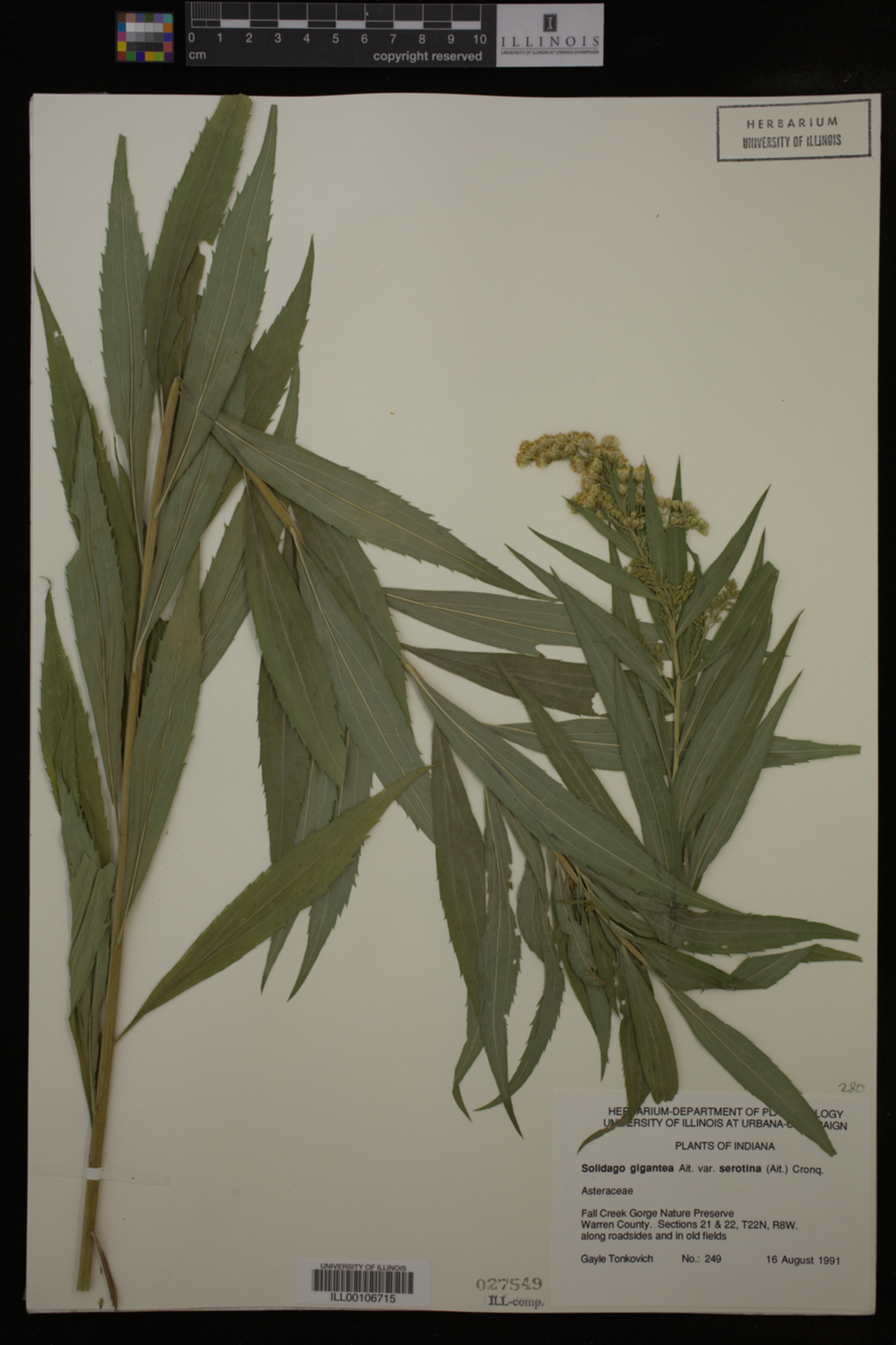 Solidago gigantea var. serotina image