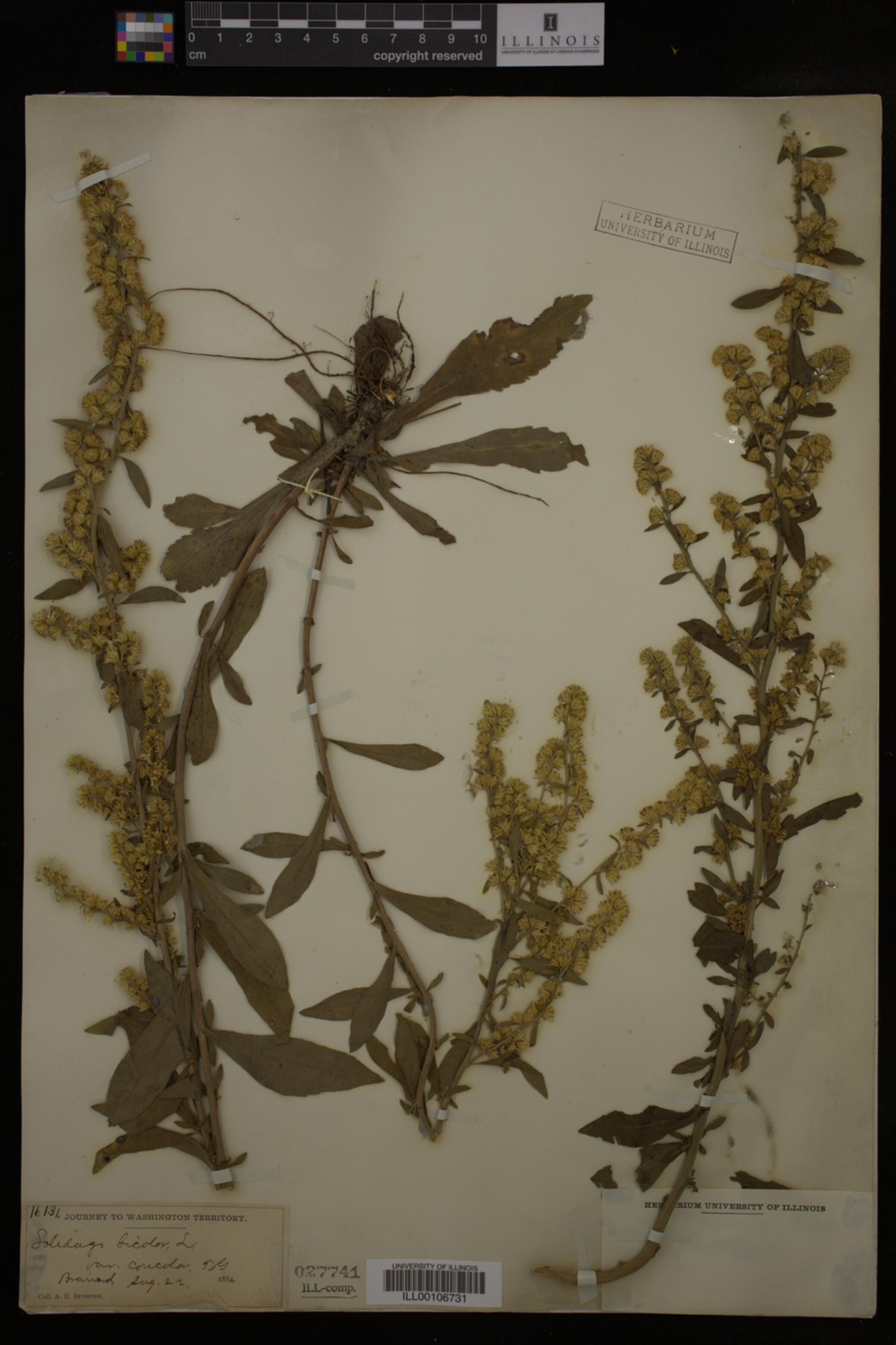 Solidago hispida image