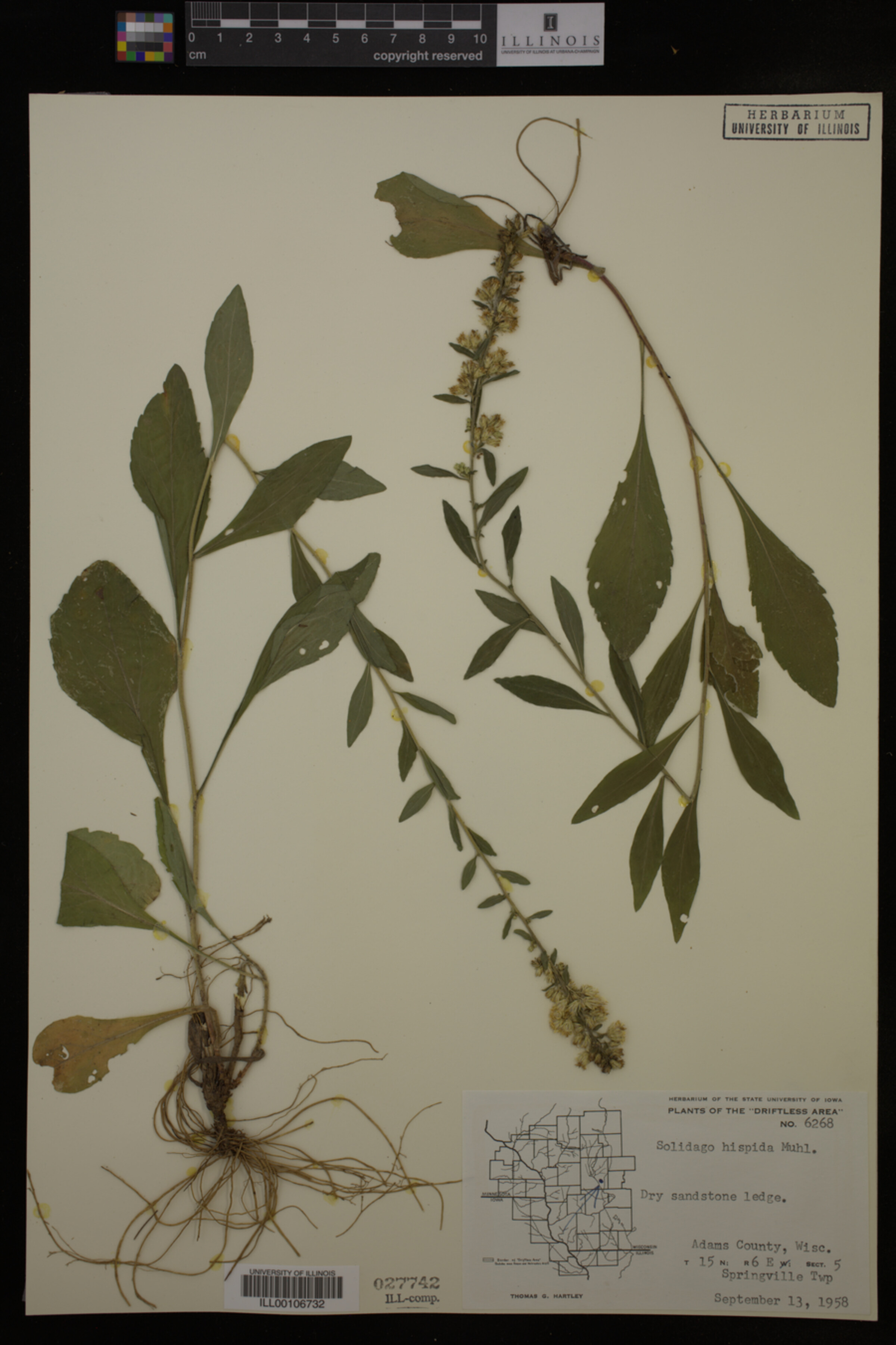 Solidago hispida image