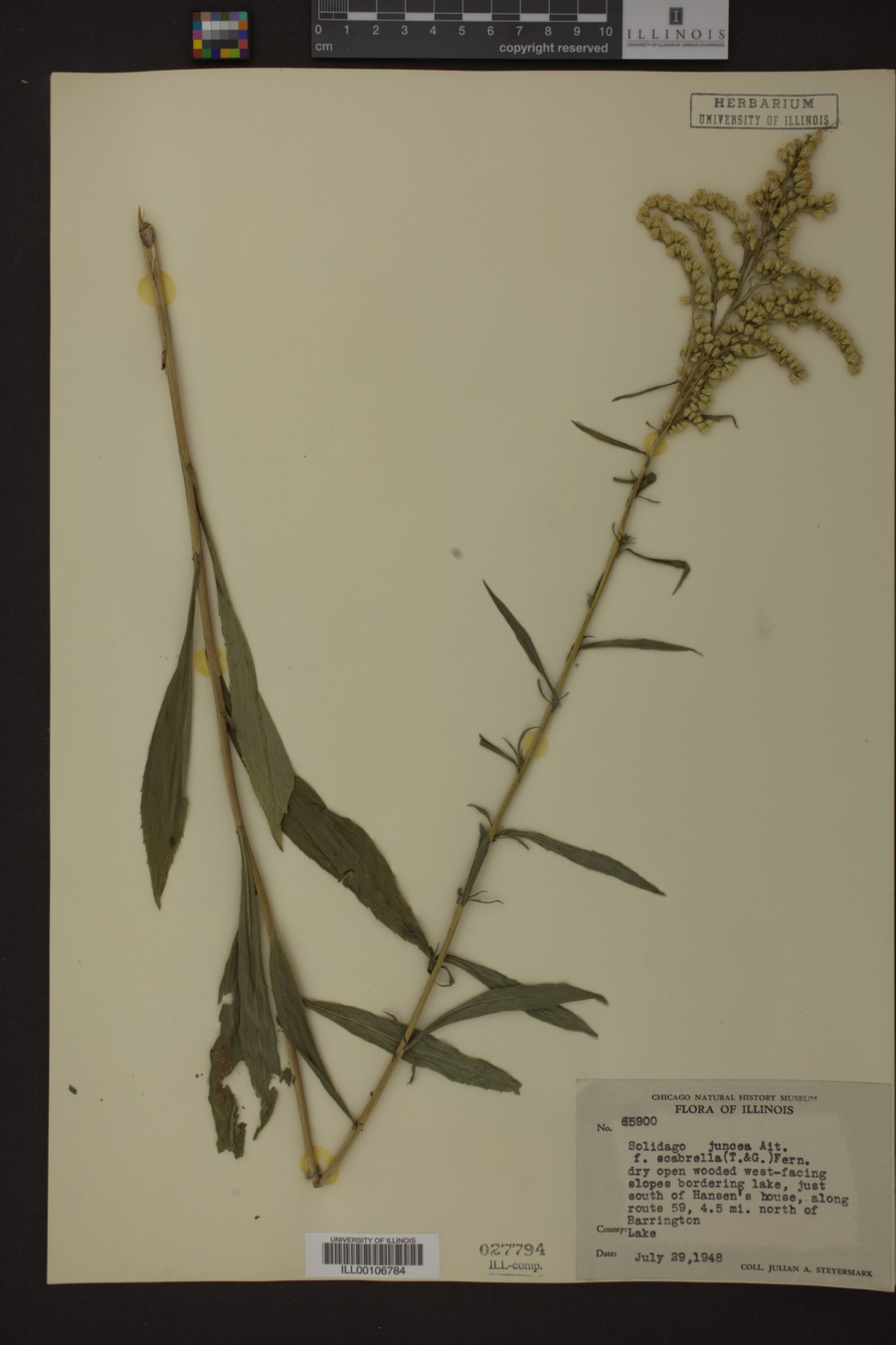 Solidago juncea f. scabrella image
