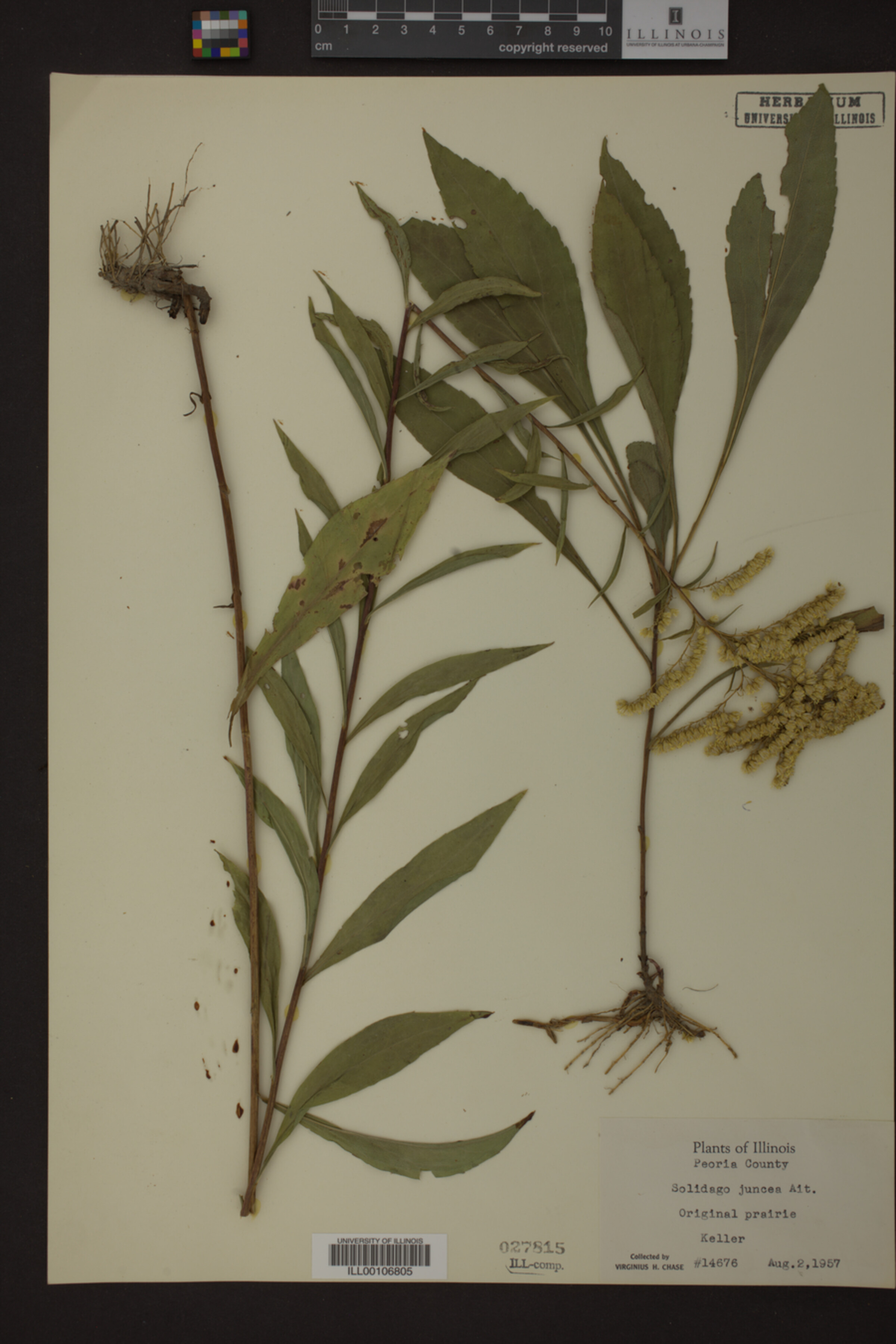 Solidago juncea image