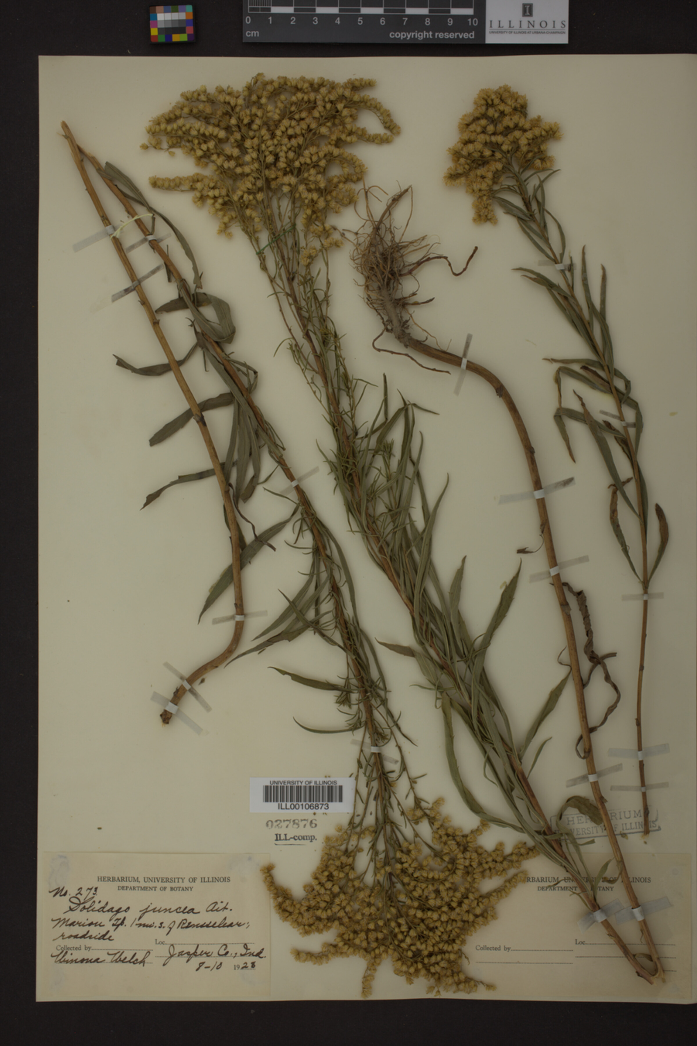 Solidago juncea image