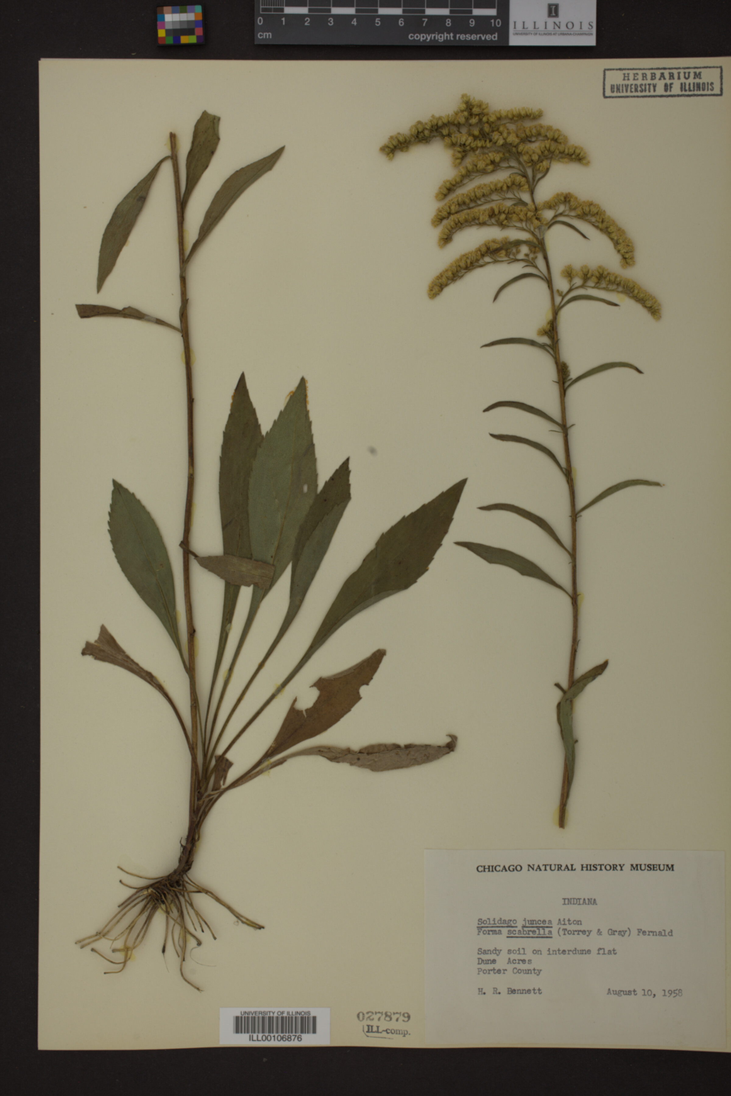 Solidago juncea f. scabrella image