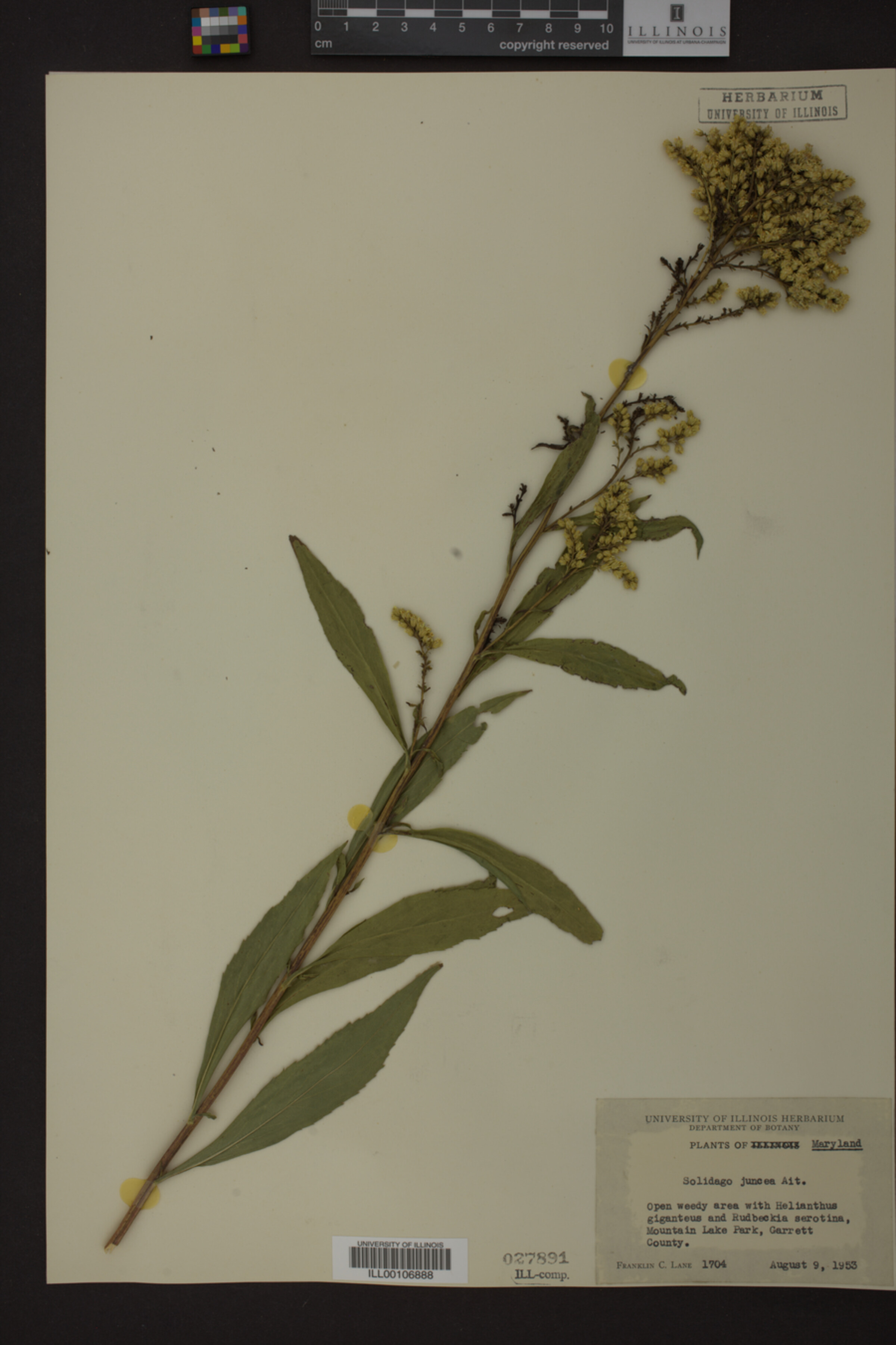 Solidago juncea image
