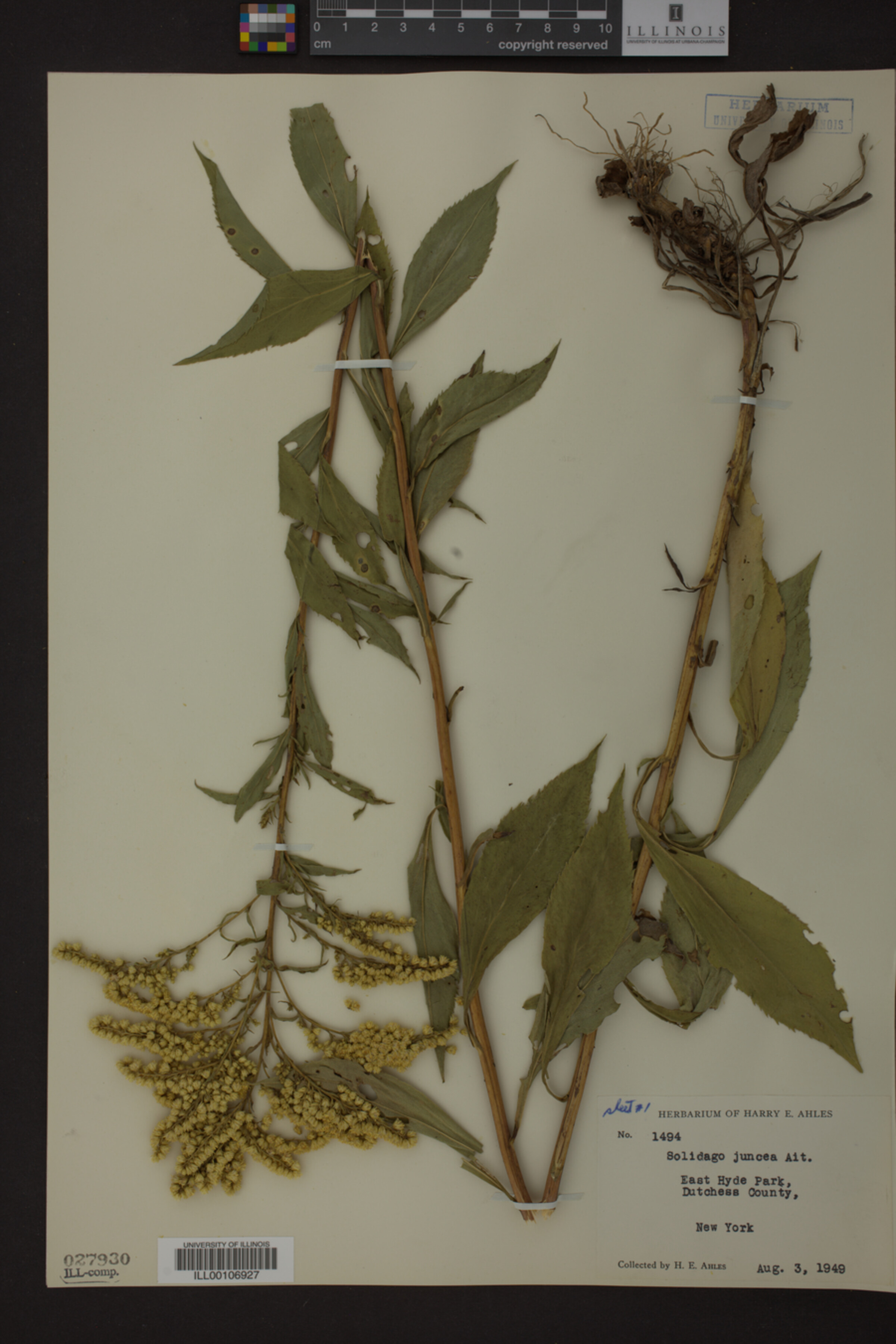 Solidago juncea image