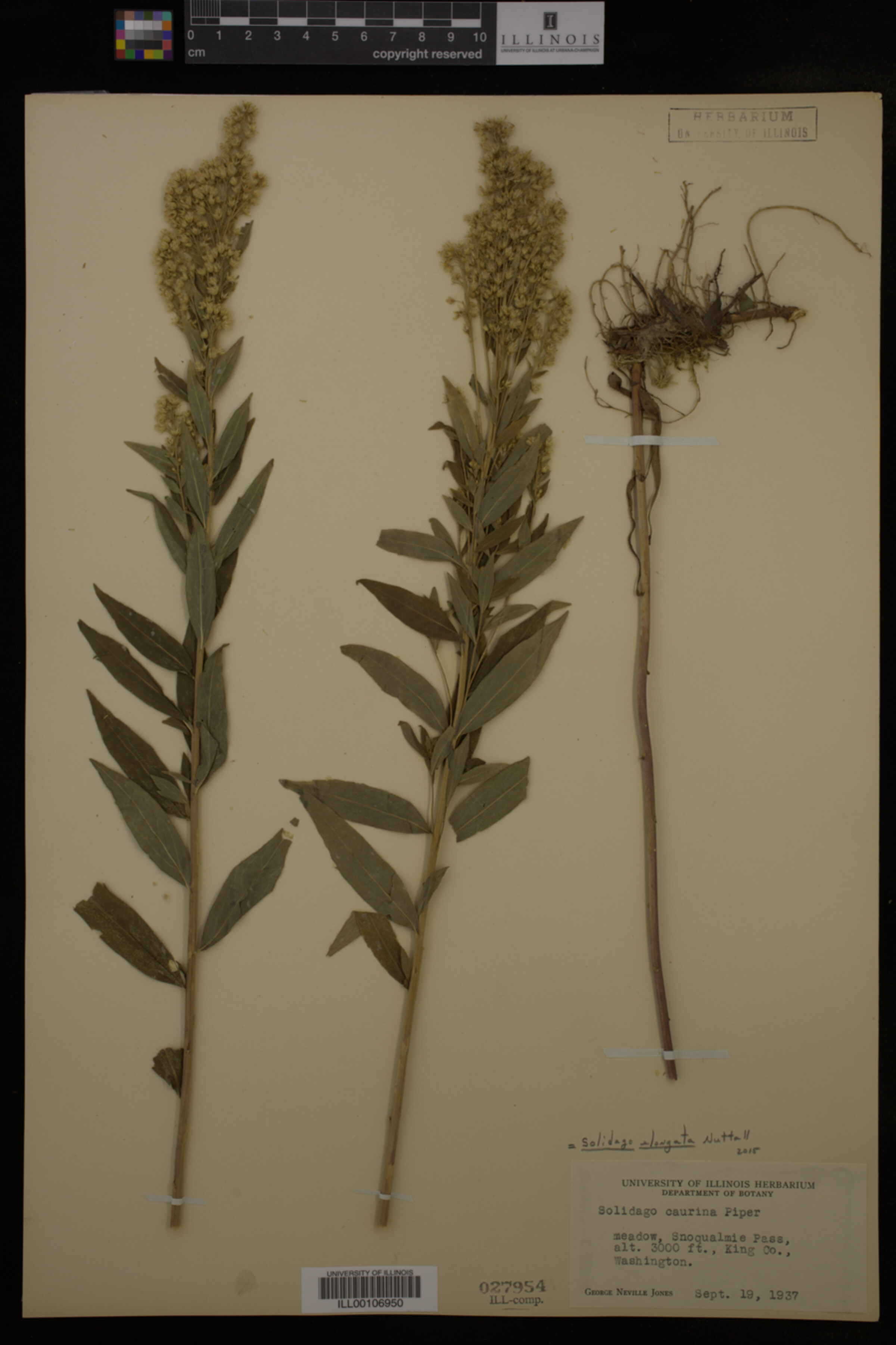 Solidago elongata image