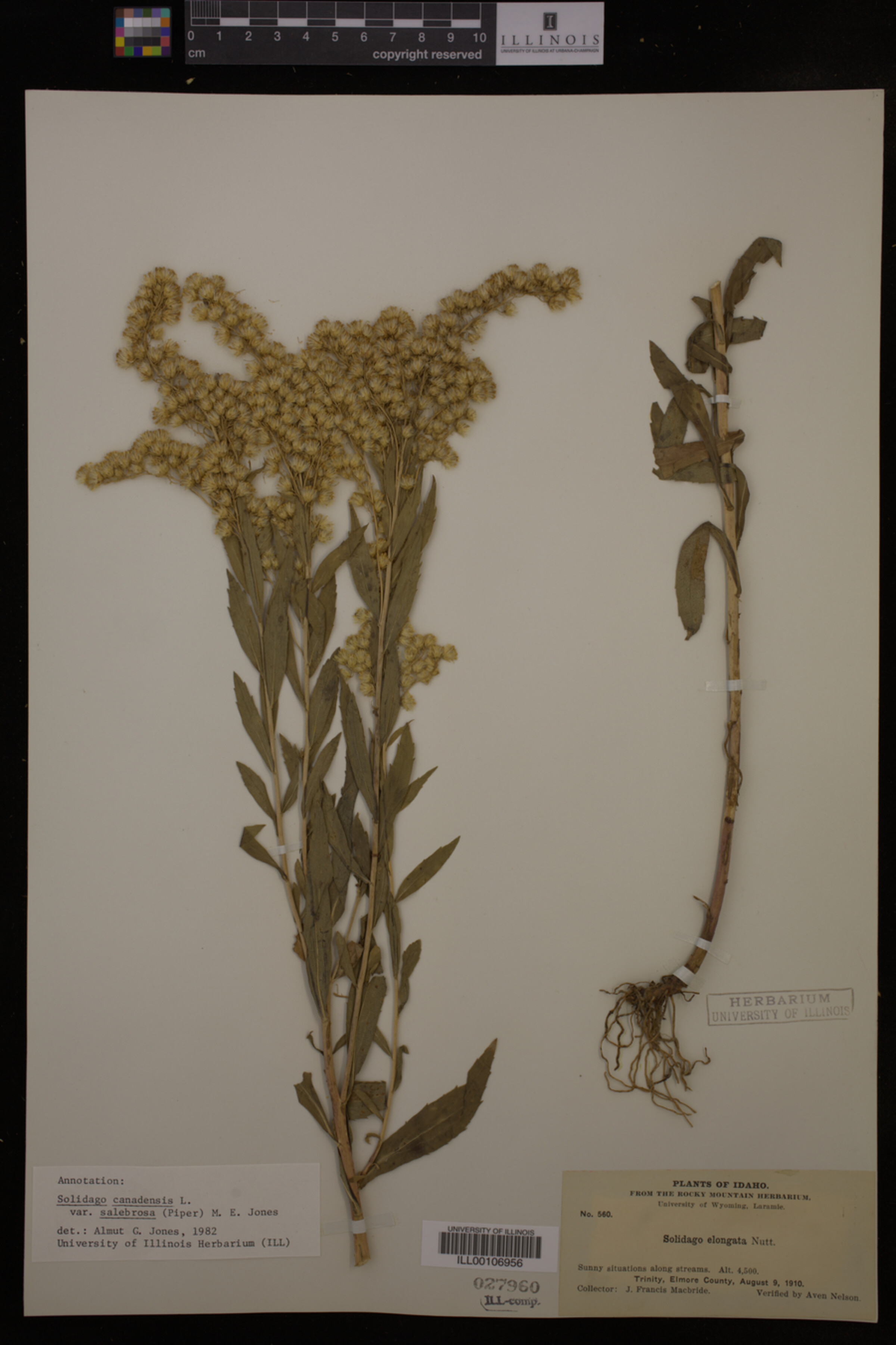 Solidago canadensis var. salebrosa image