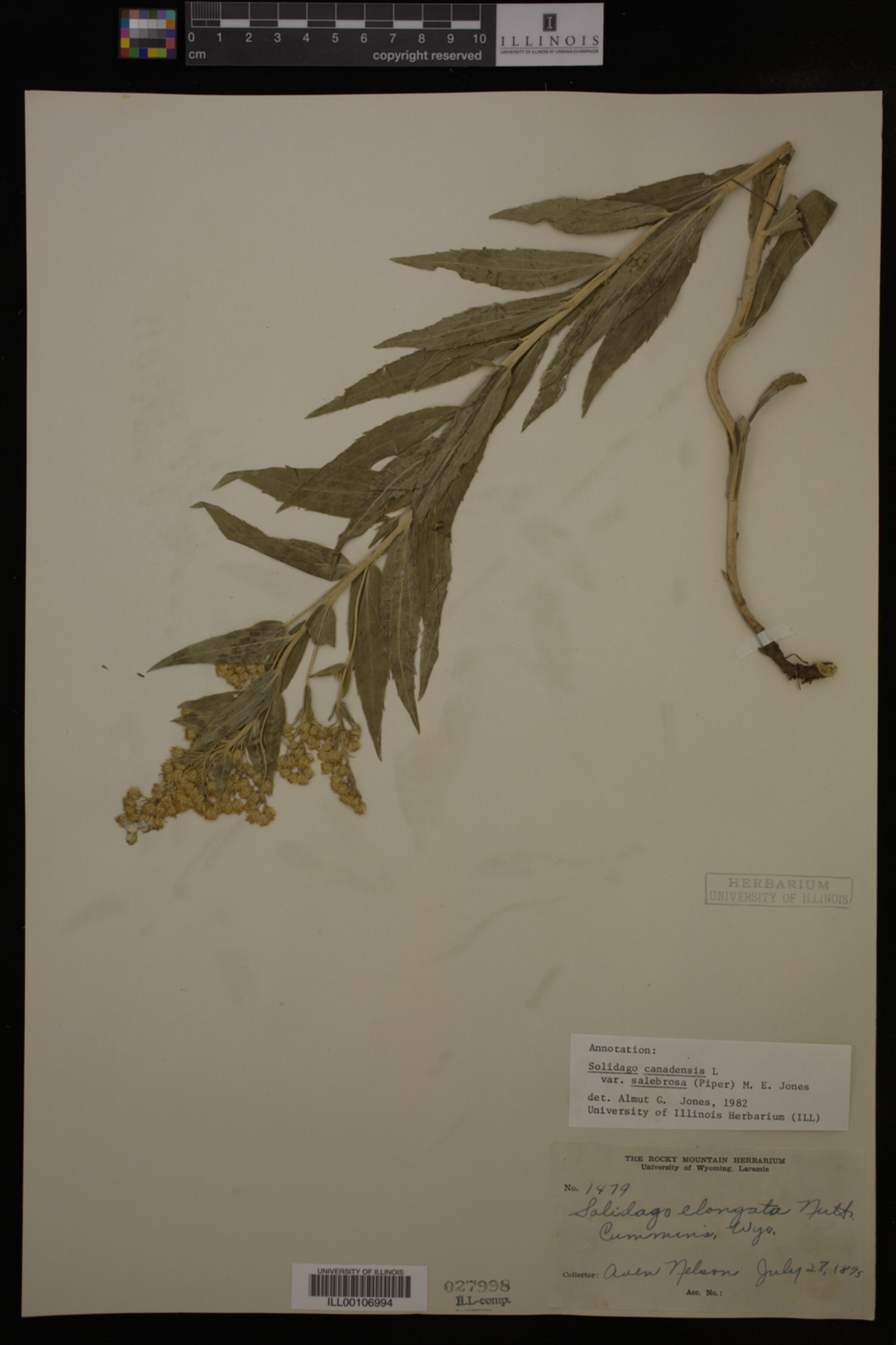 Solidago canadensis image