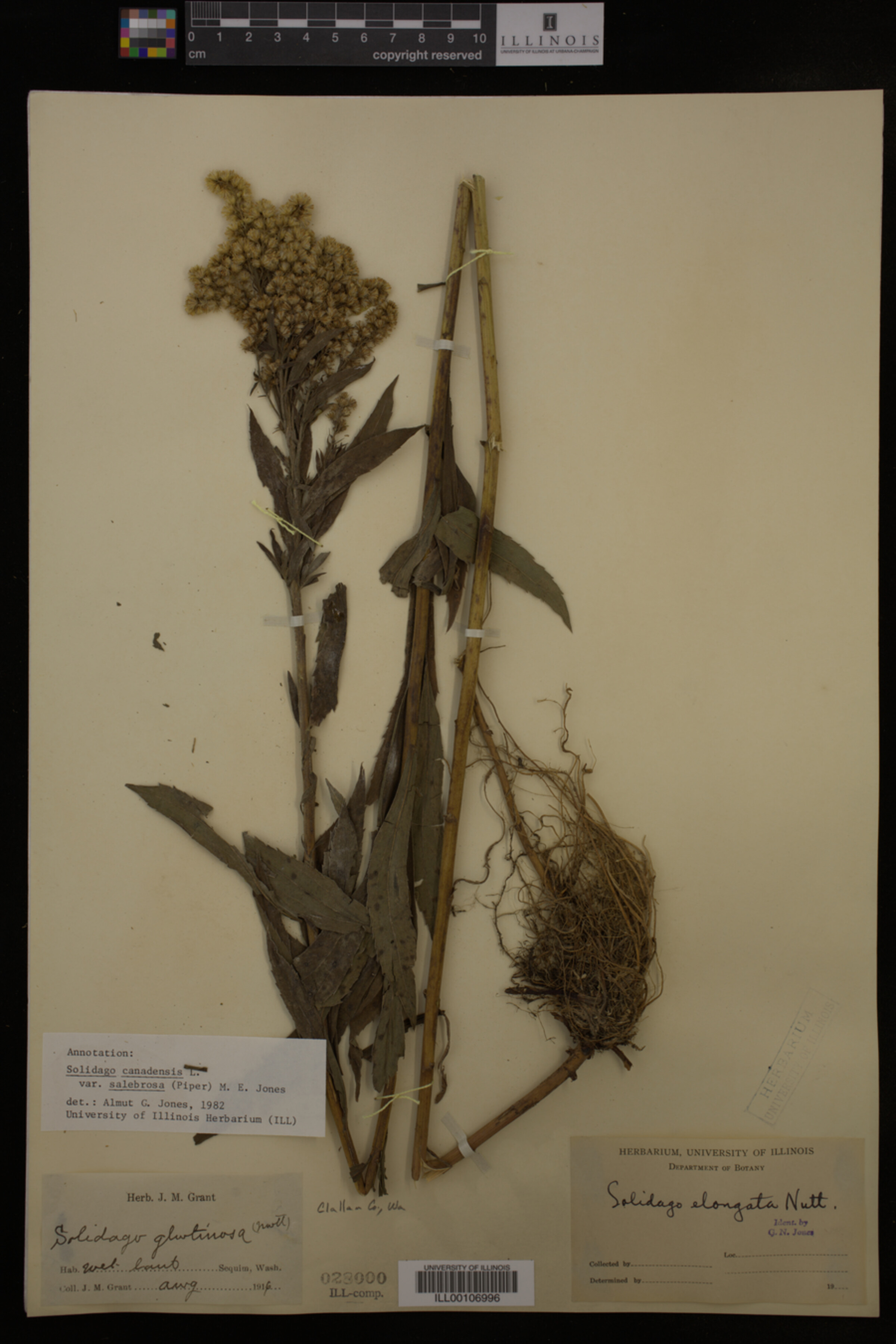 Solidago canadensis var. salebrosa image