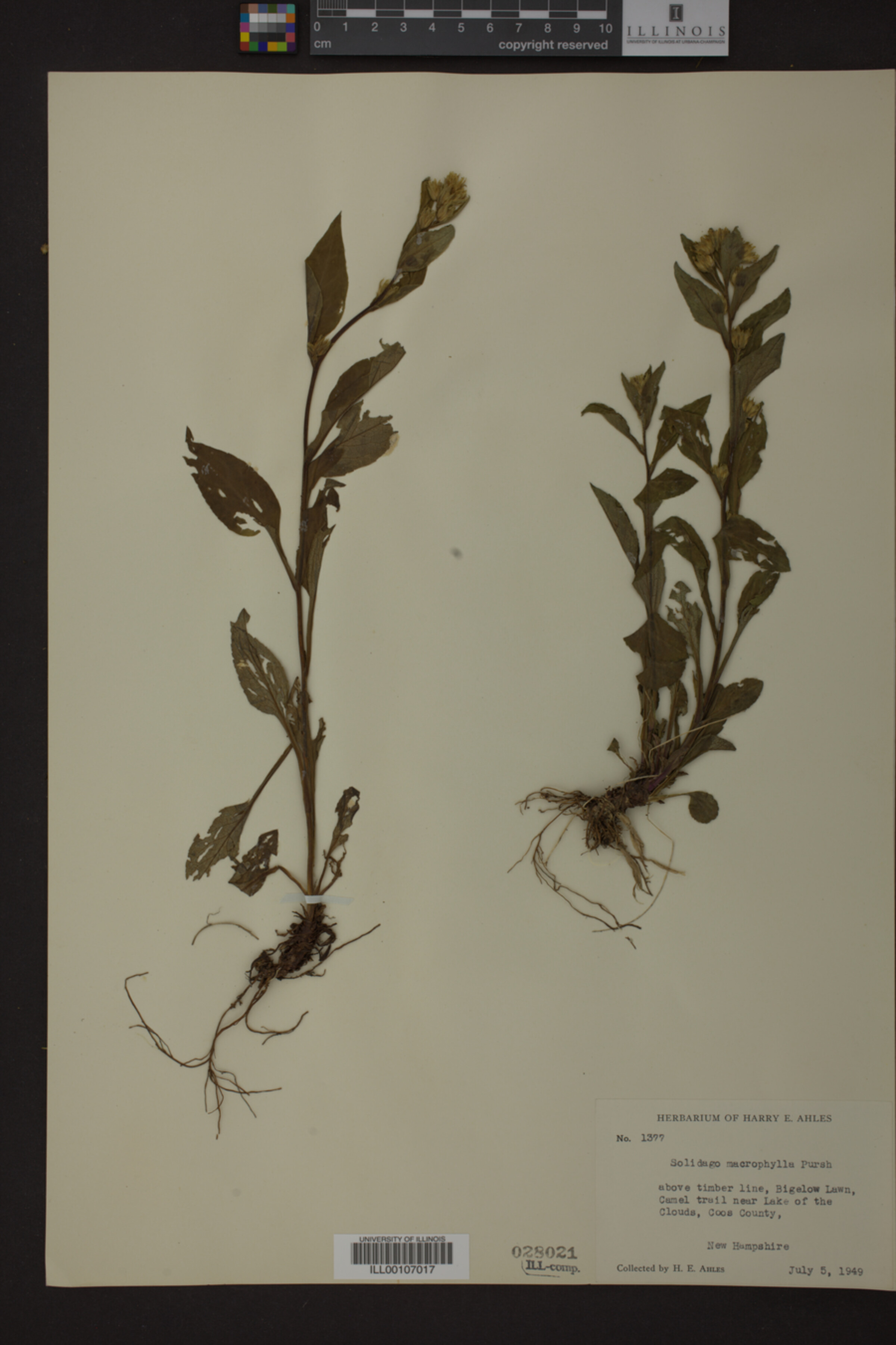 Solidago macrophylla image