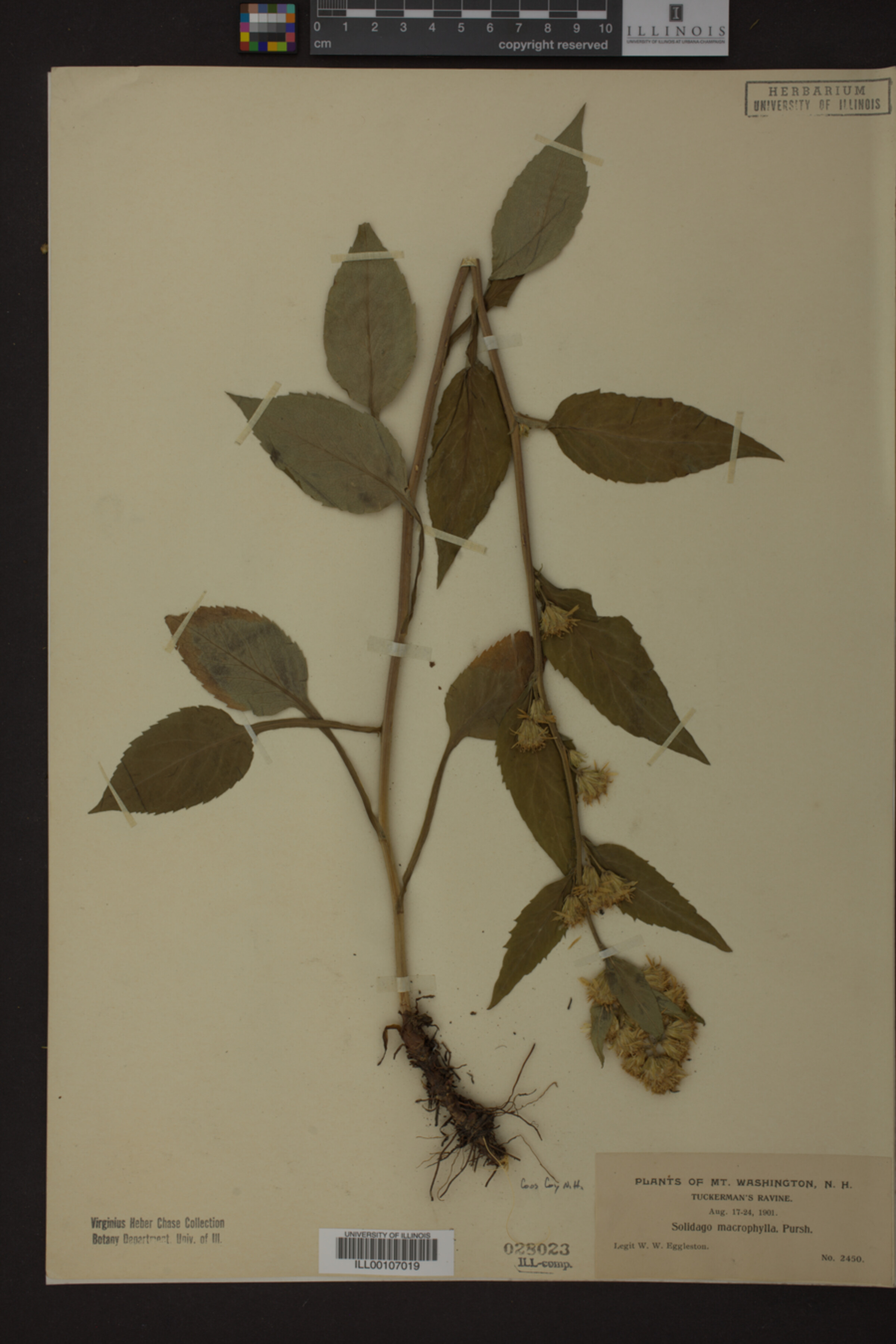 Solidago macrophylla image