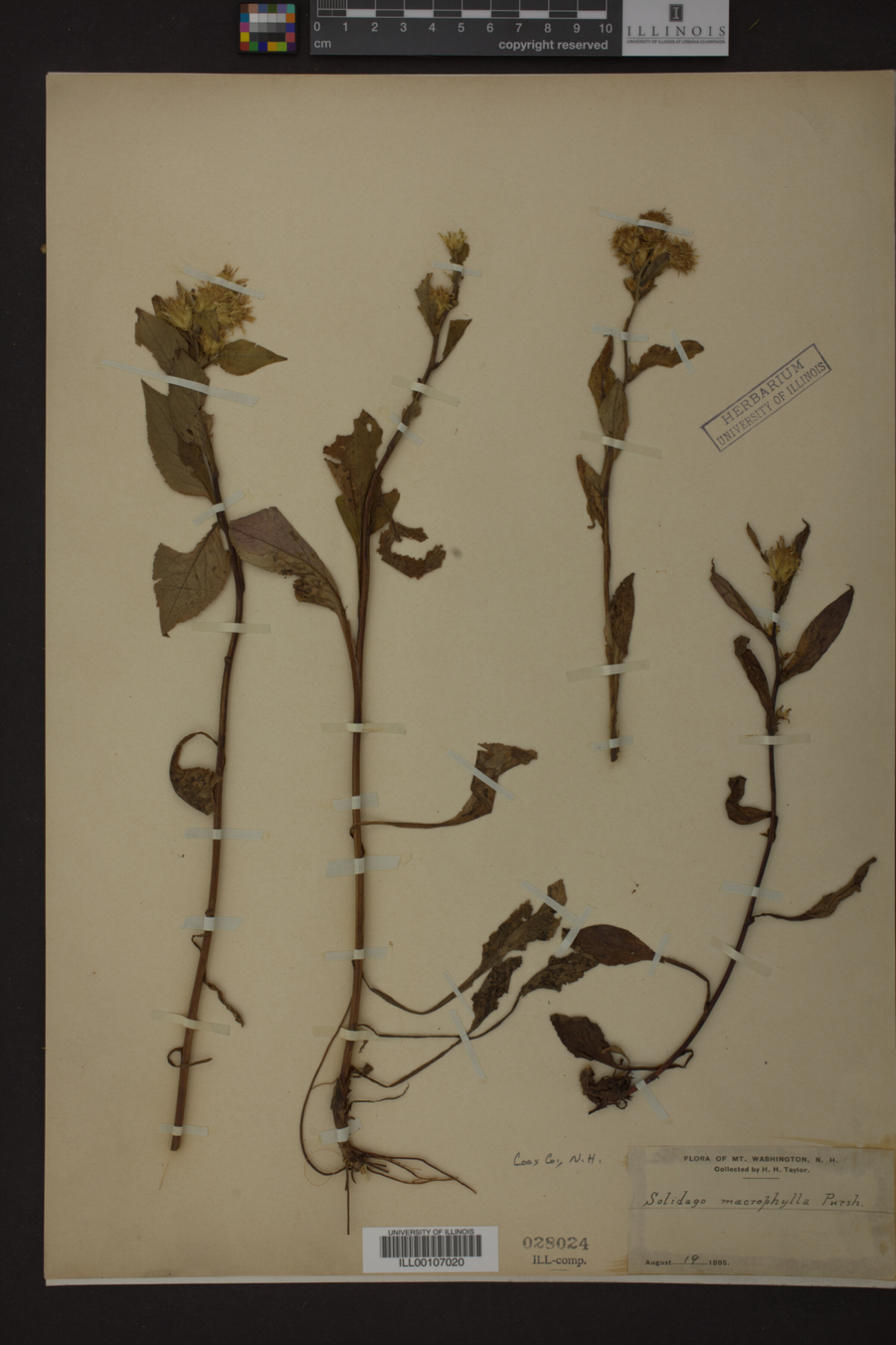 Solidago macrophylla image