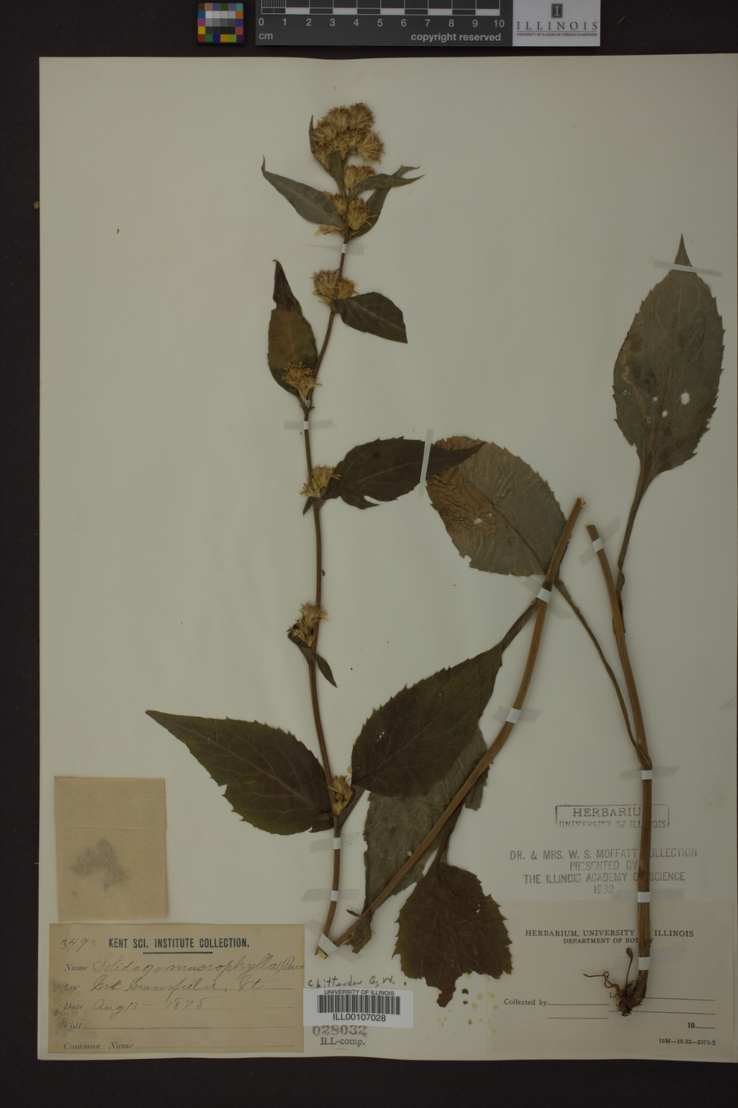 Solidago macrophylla image