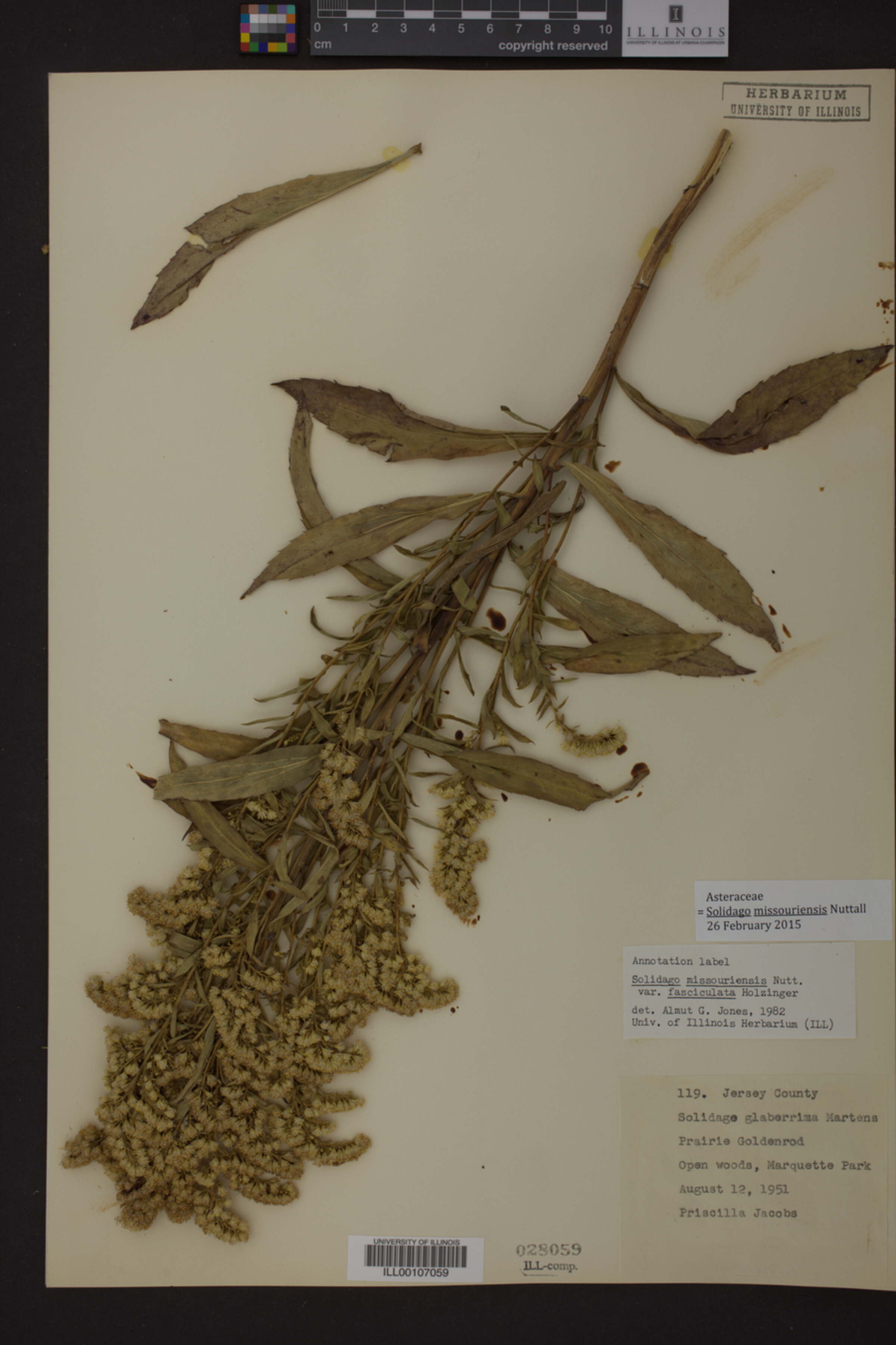 Solidago missouriensis image