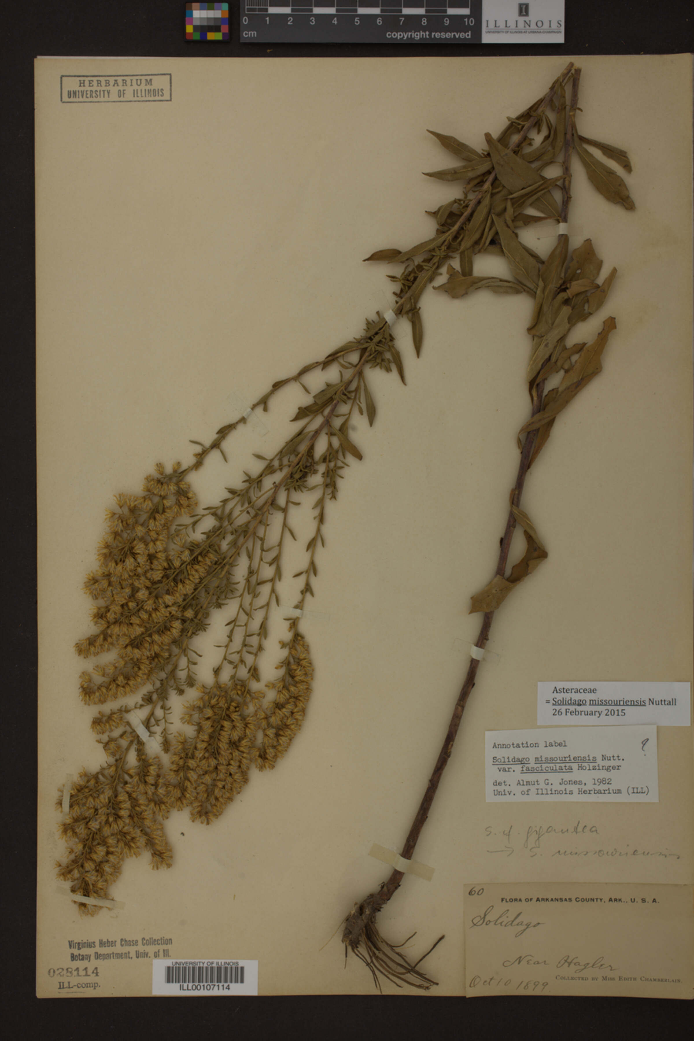 Solidago missouriensis image