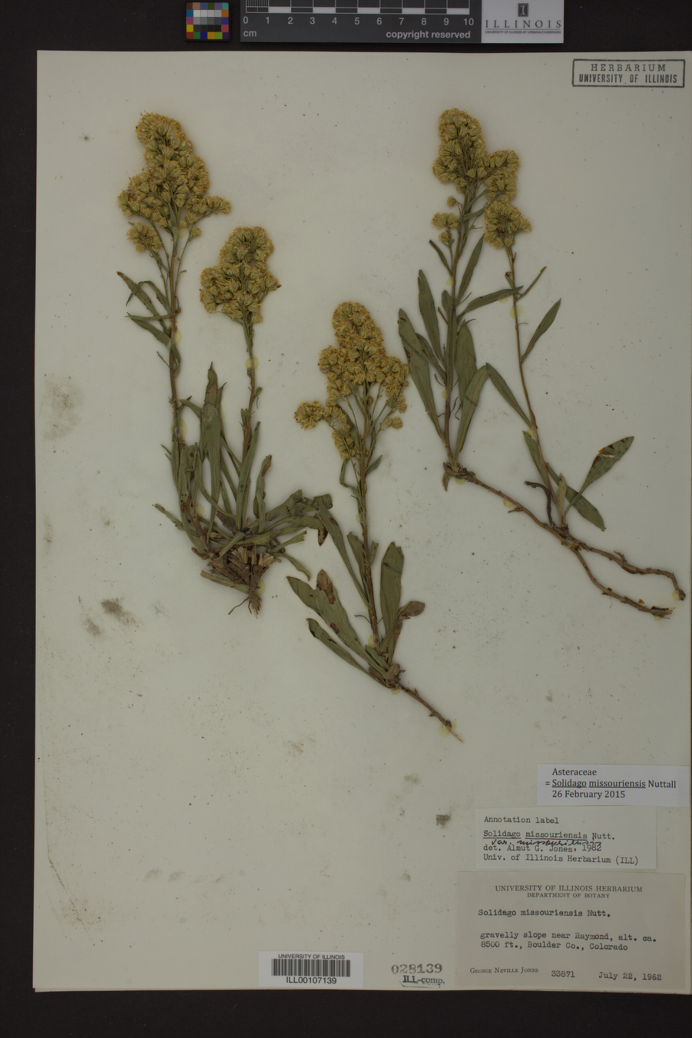 Solidago missouriensis image