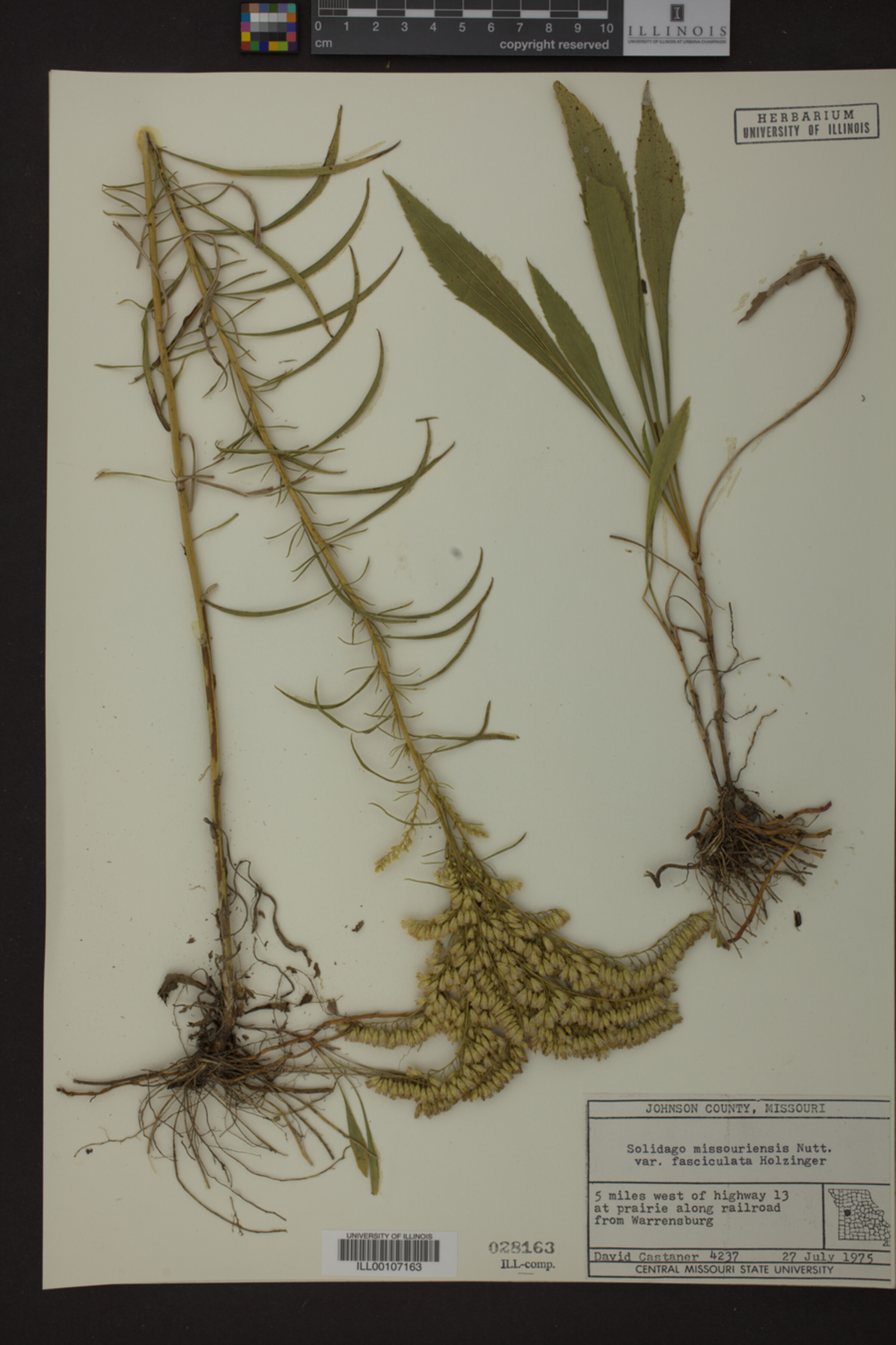 Solidago missouriensis var. fasciculata image