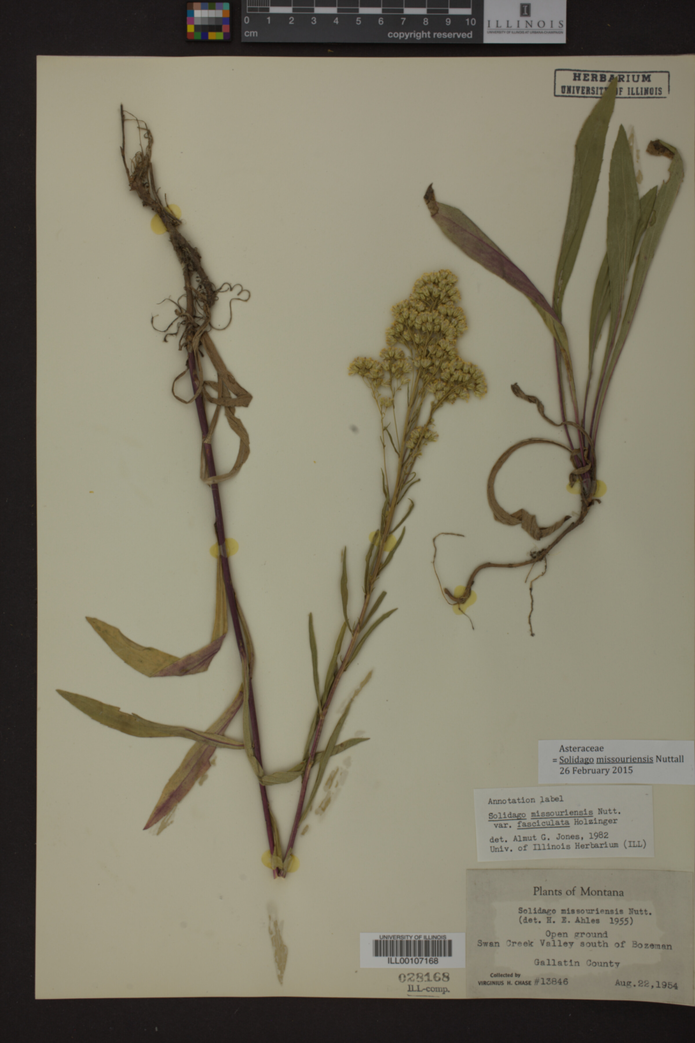 Solidago missouriensis image