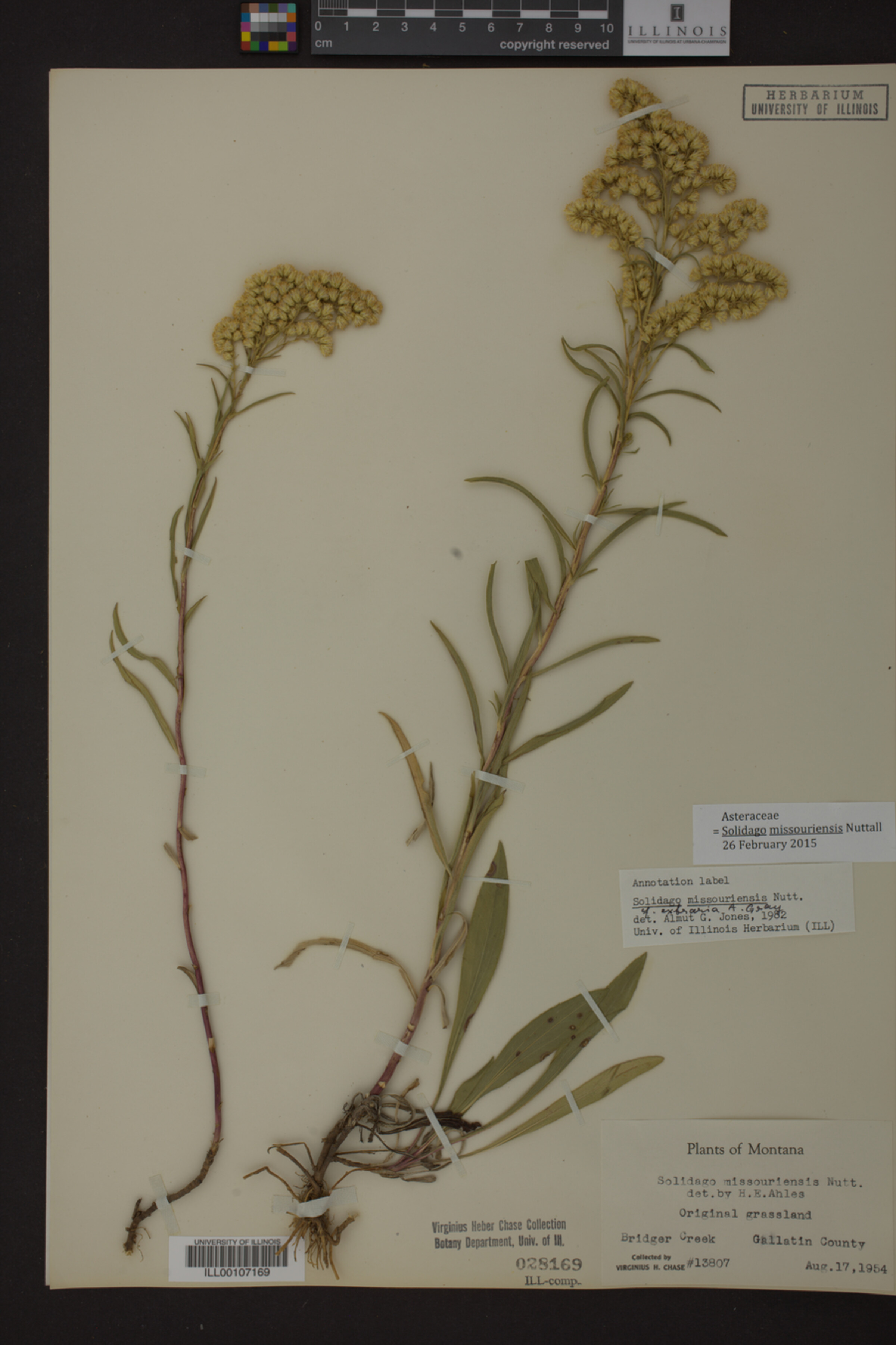 Solidago missouriensis image
