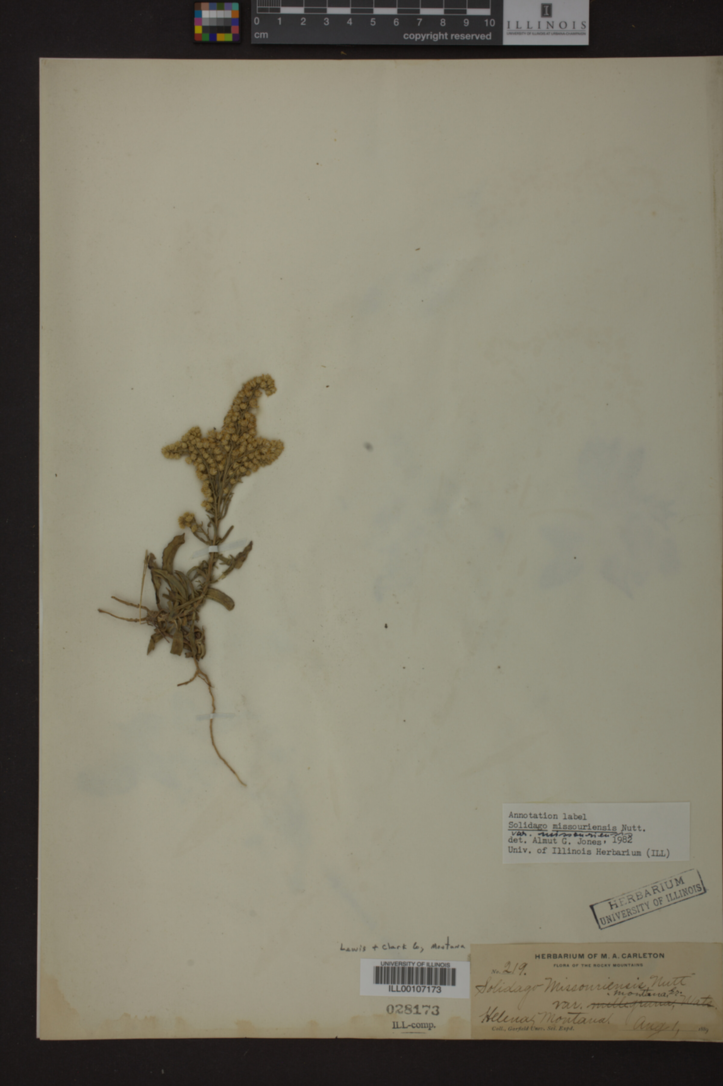 Solidago missouriensis var. missouriensis image