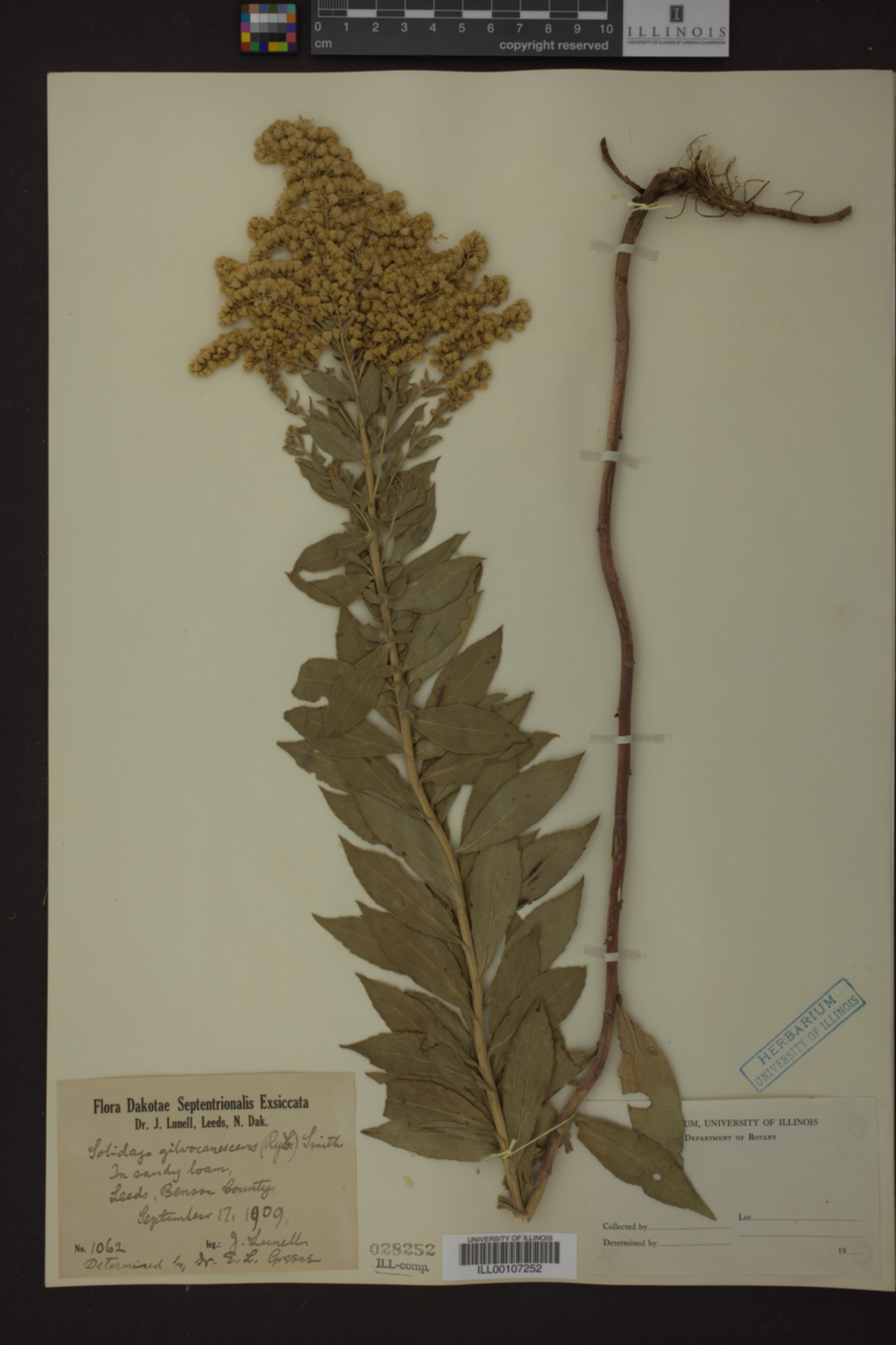 Solidago gilvocanescens image