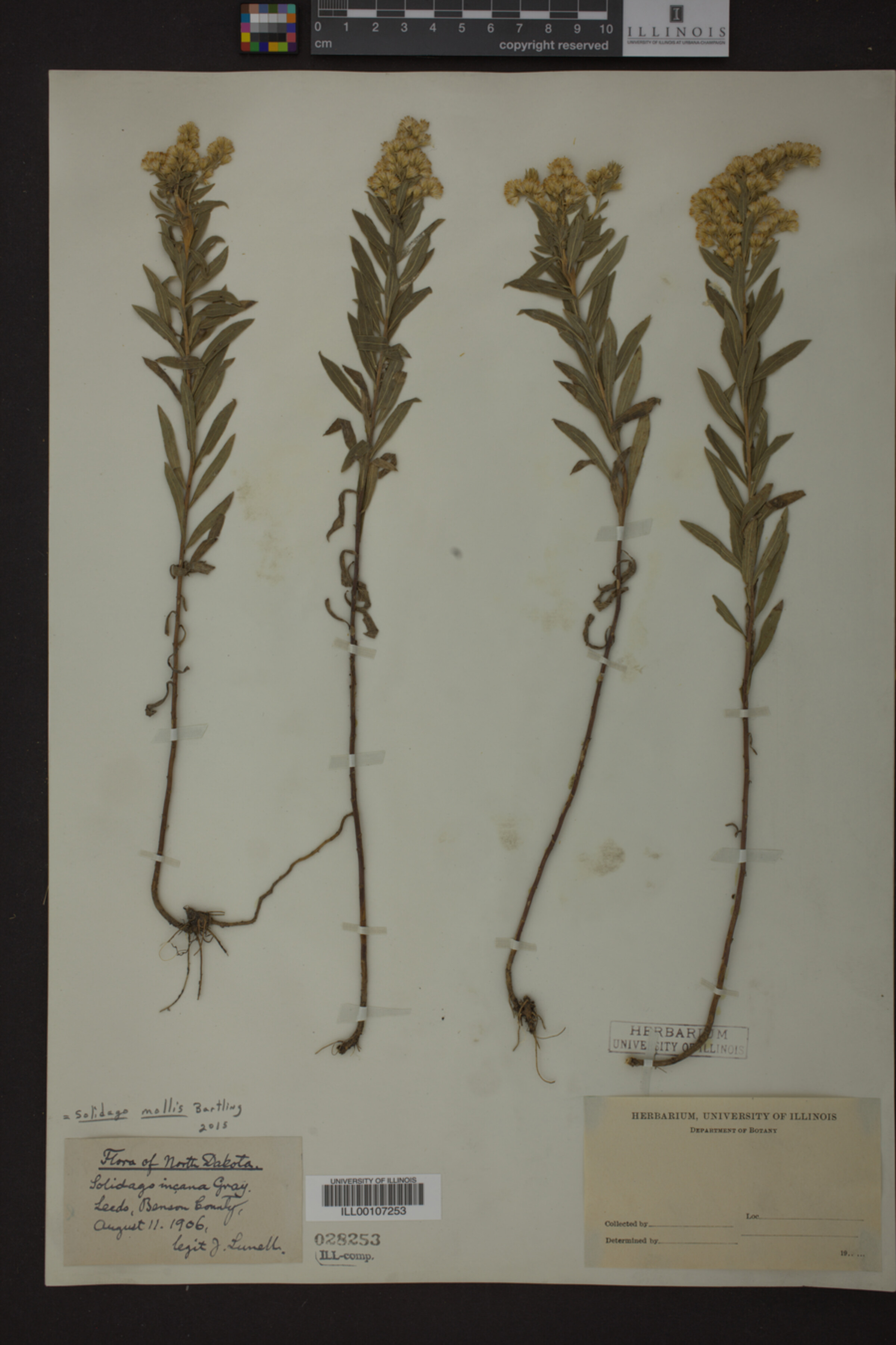 Solidago mollis image