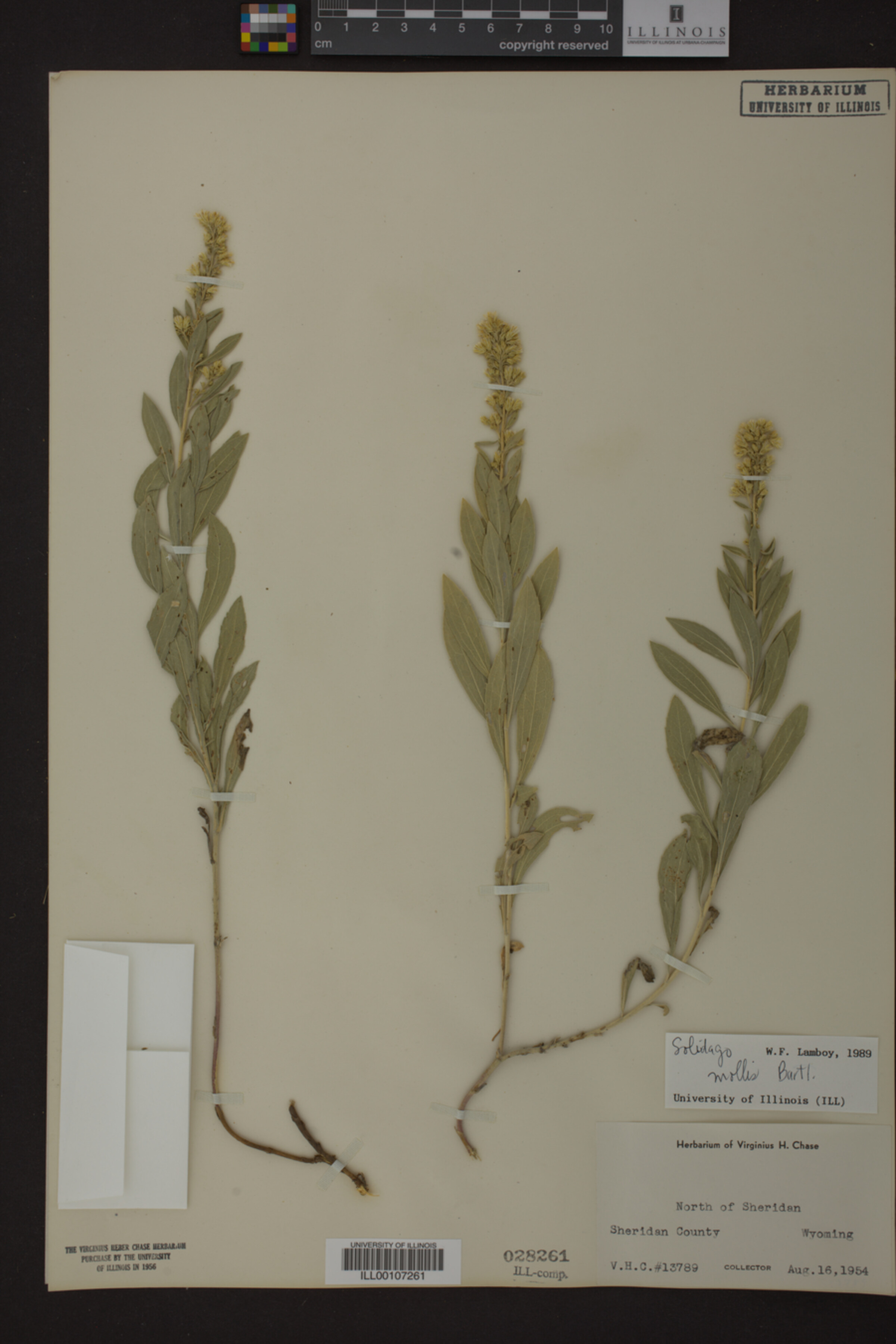 Solidago mollis image