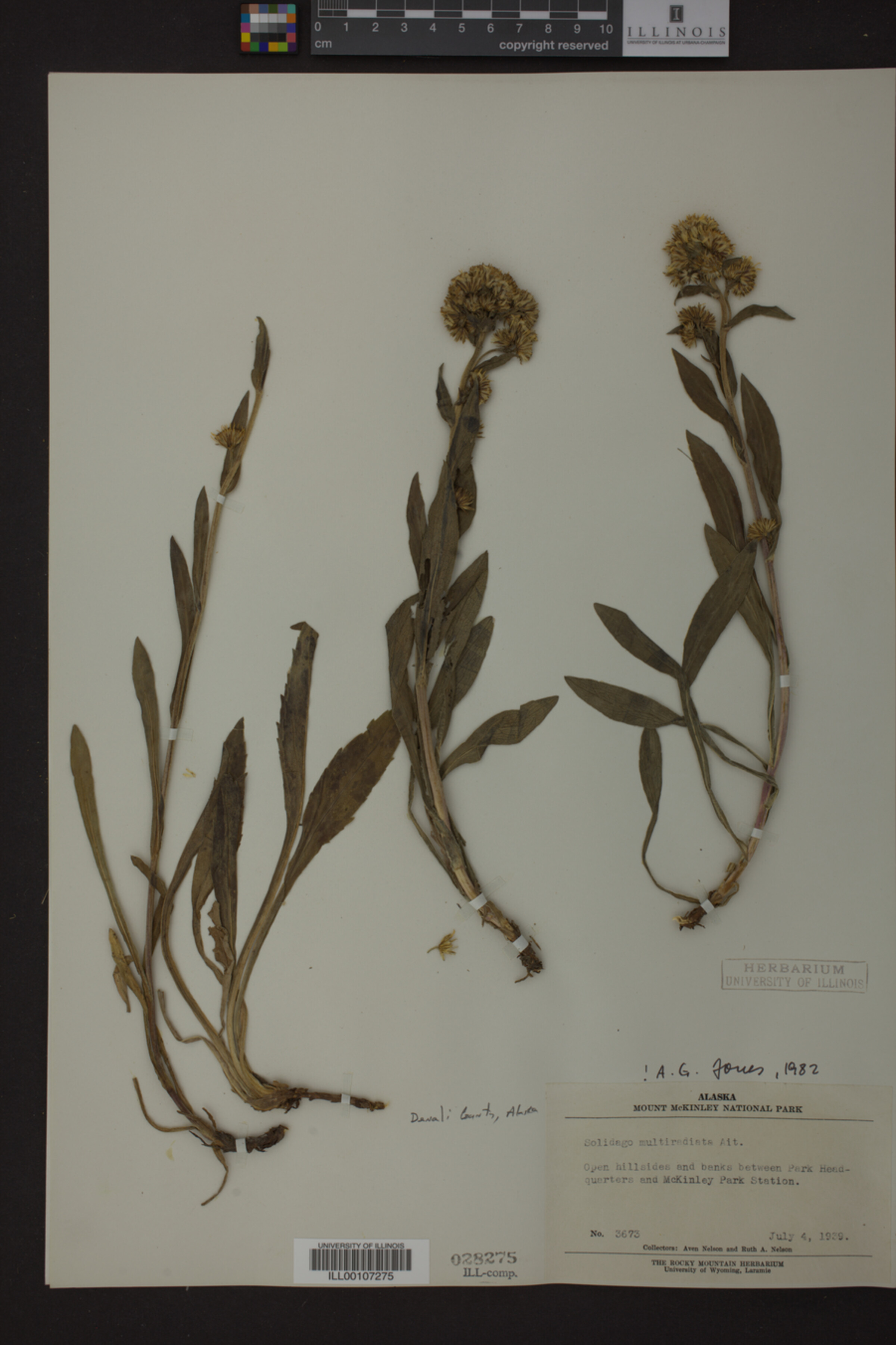 Solidago multiradiata image