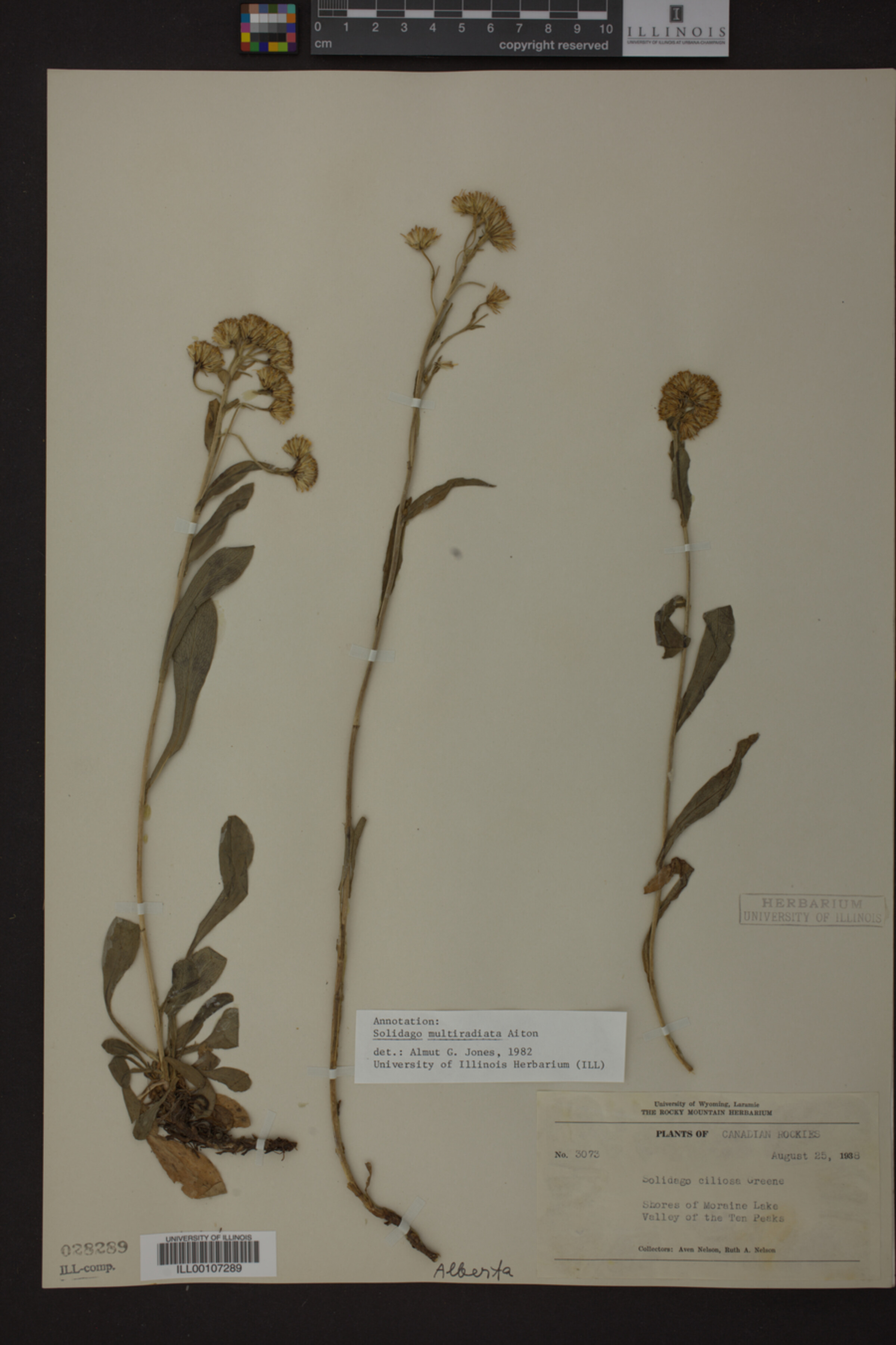 Solidago multiradiata image