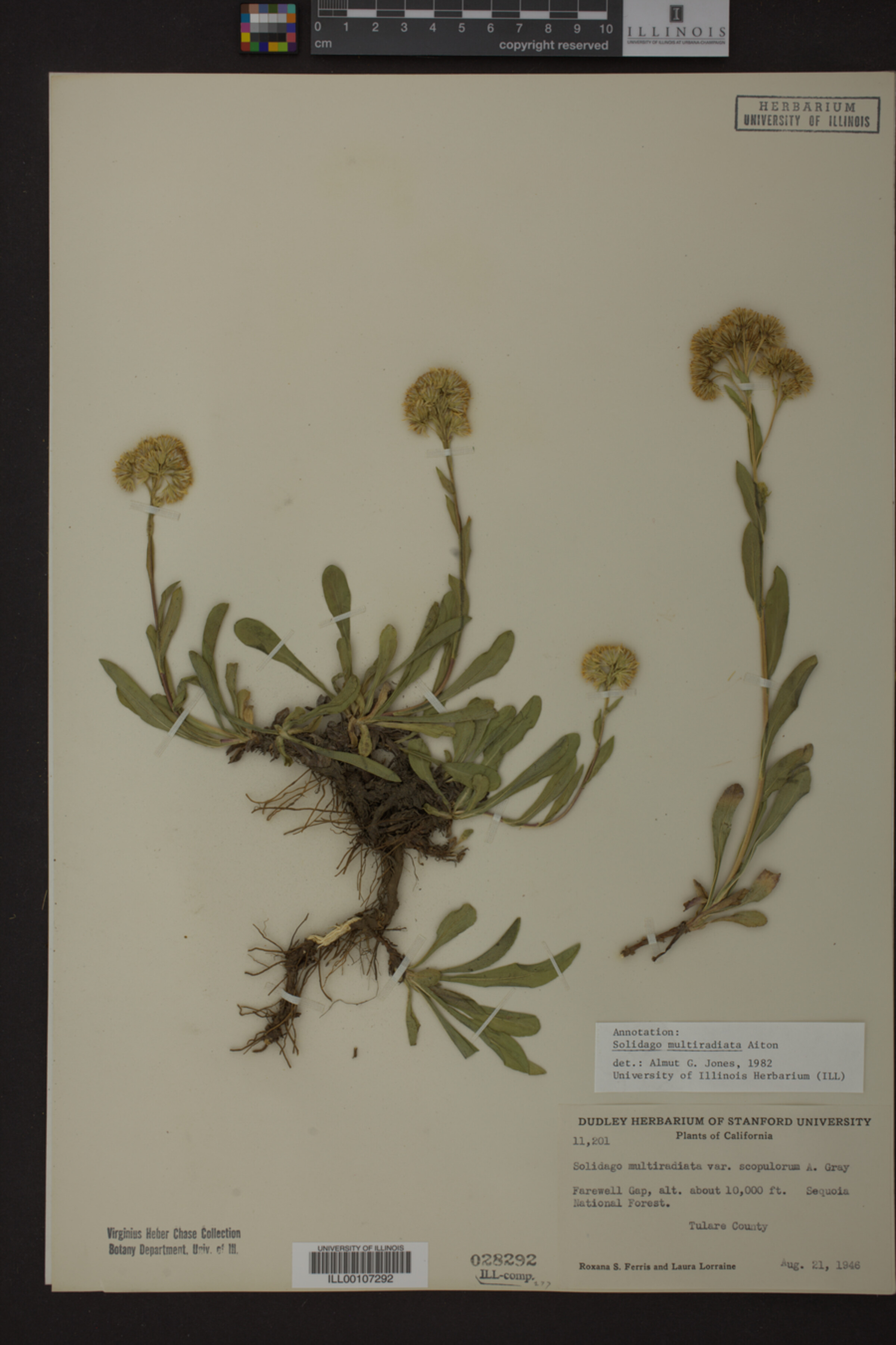 Solidago multiradiata image