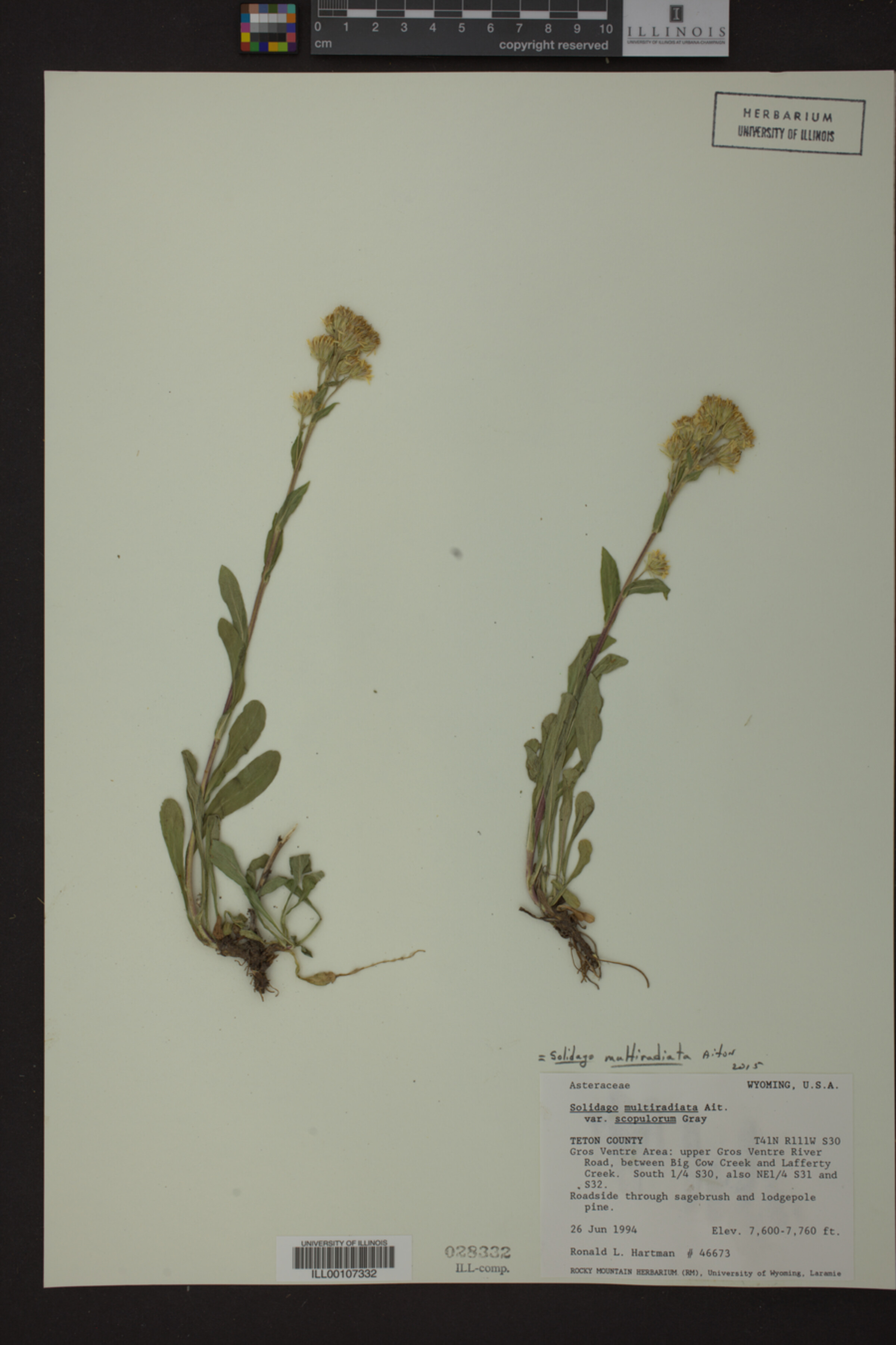 Solidago multiradiata image