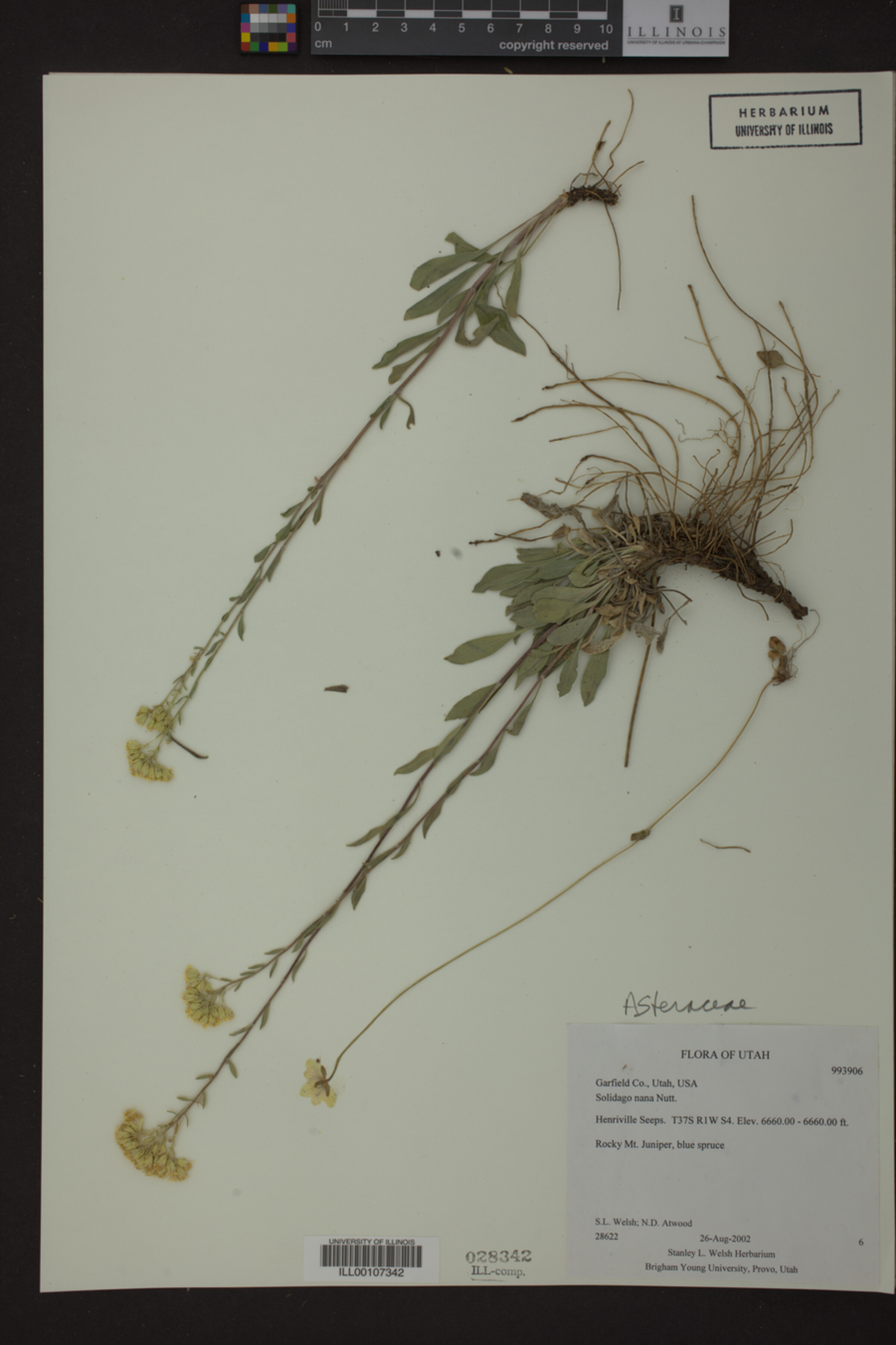 Solidago nana image
