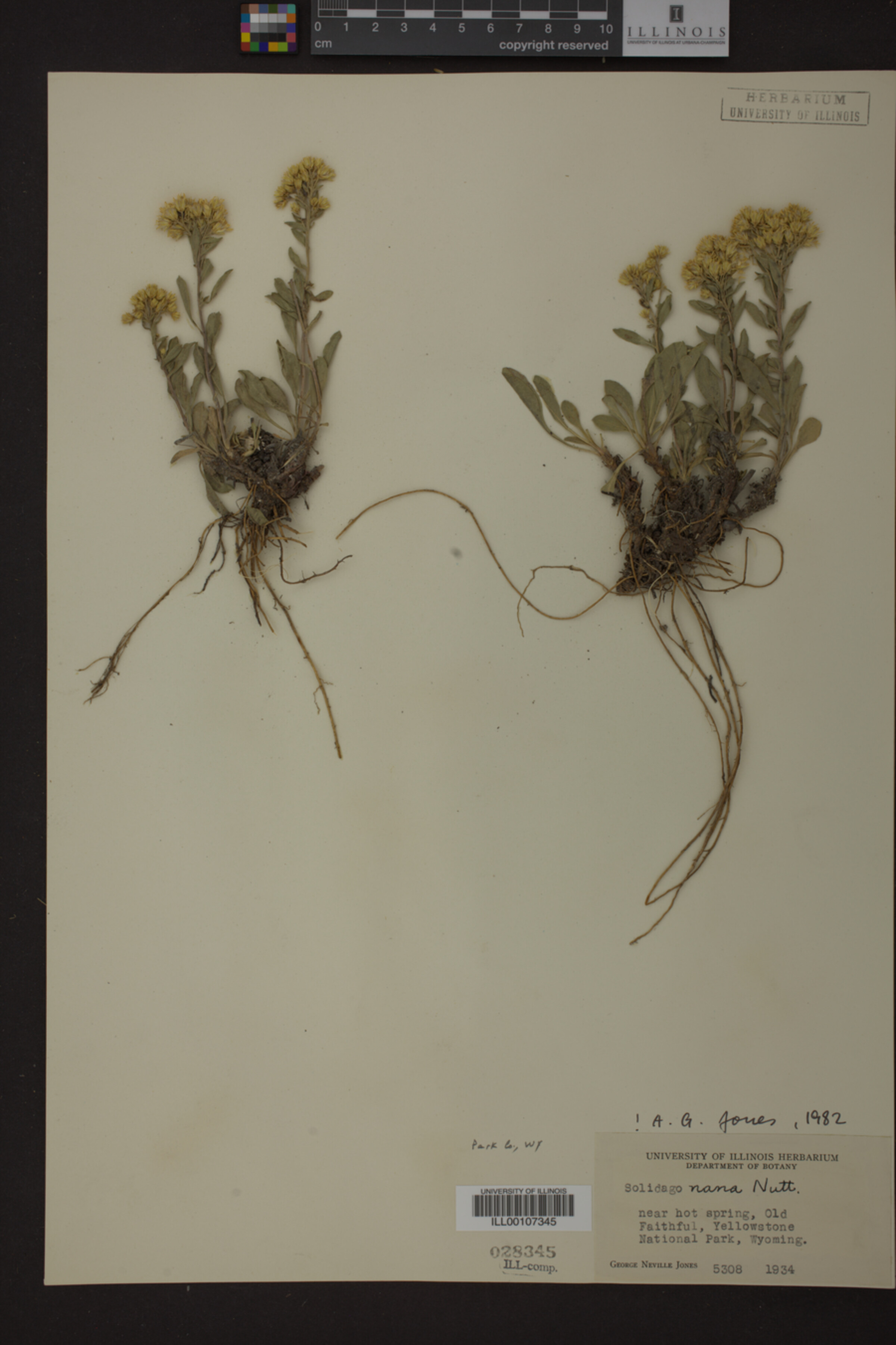 Solidago nana image
