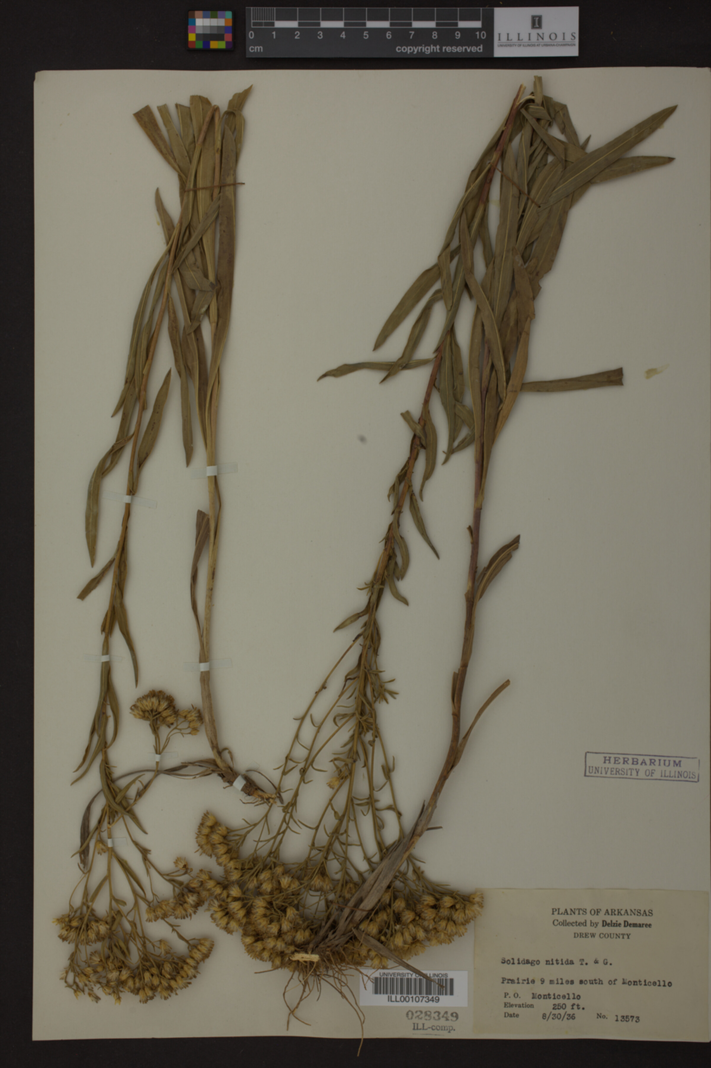 Solidago nitida image