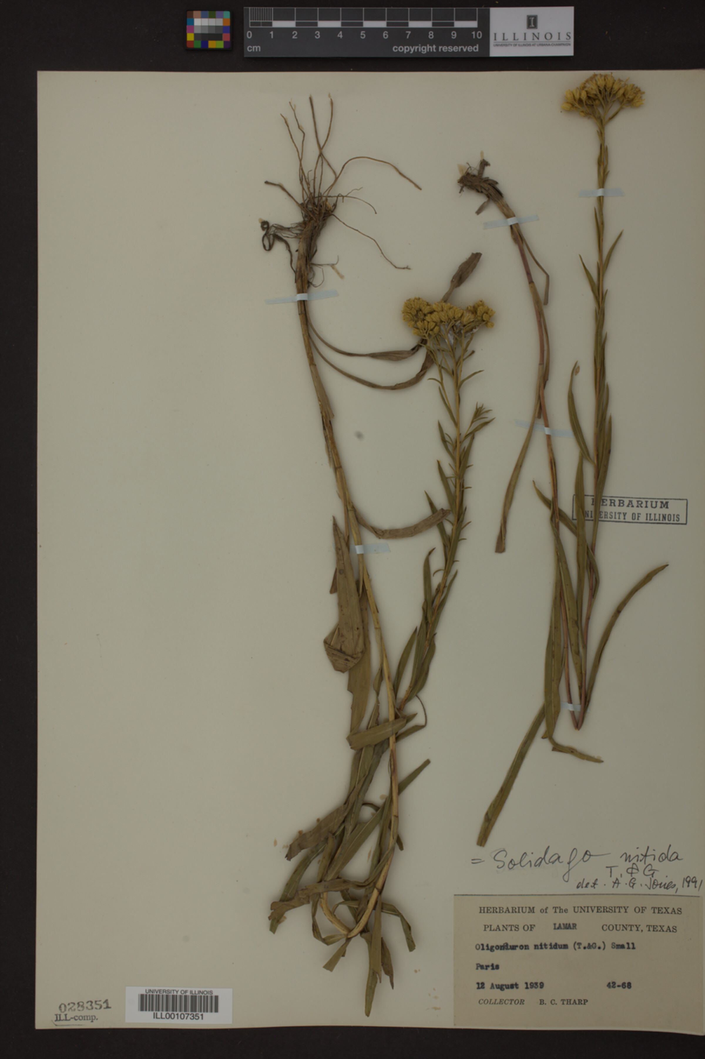 Solidago nitida image