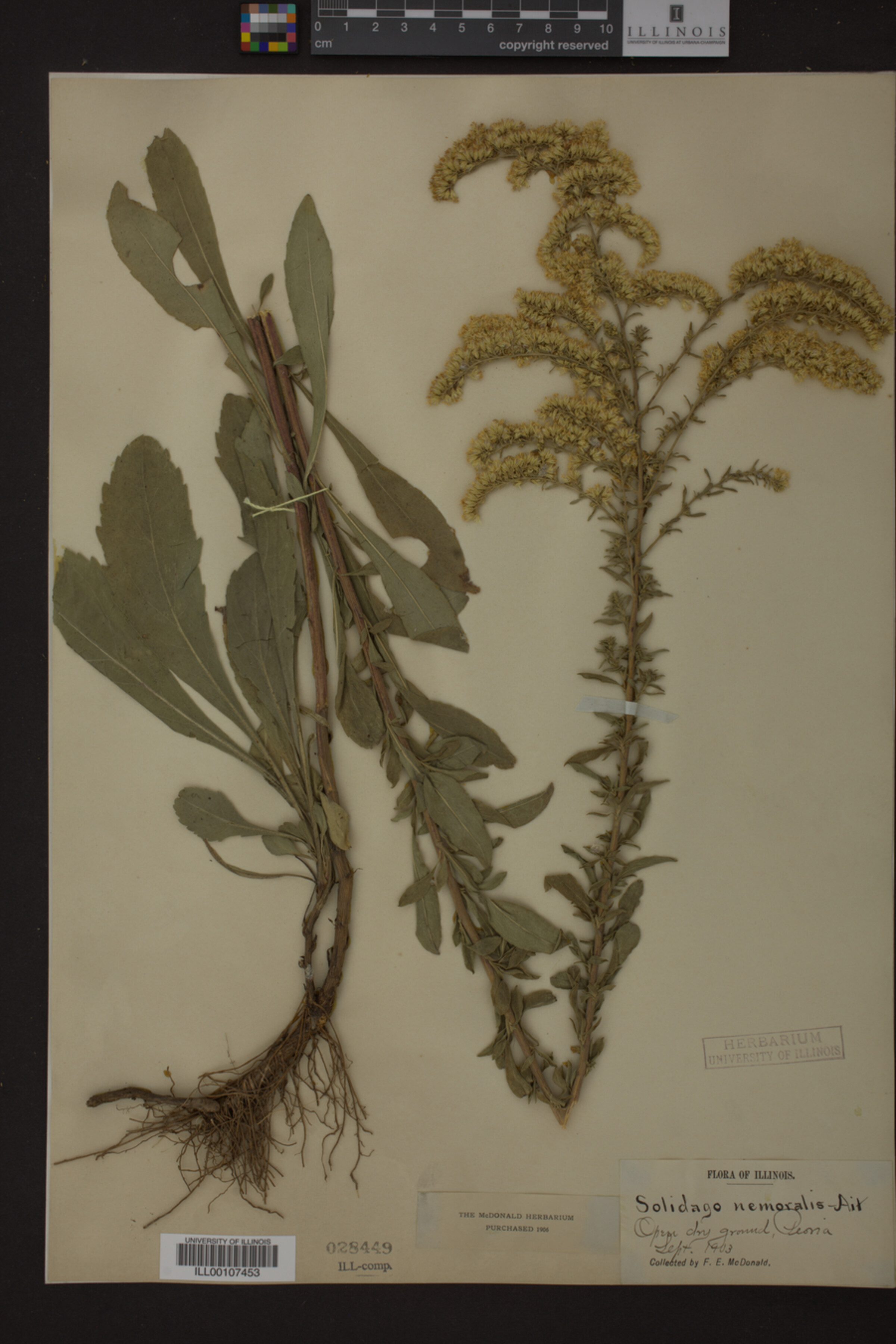 Solidago nemoralis image