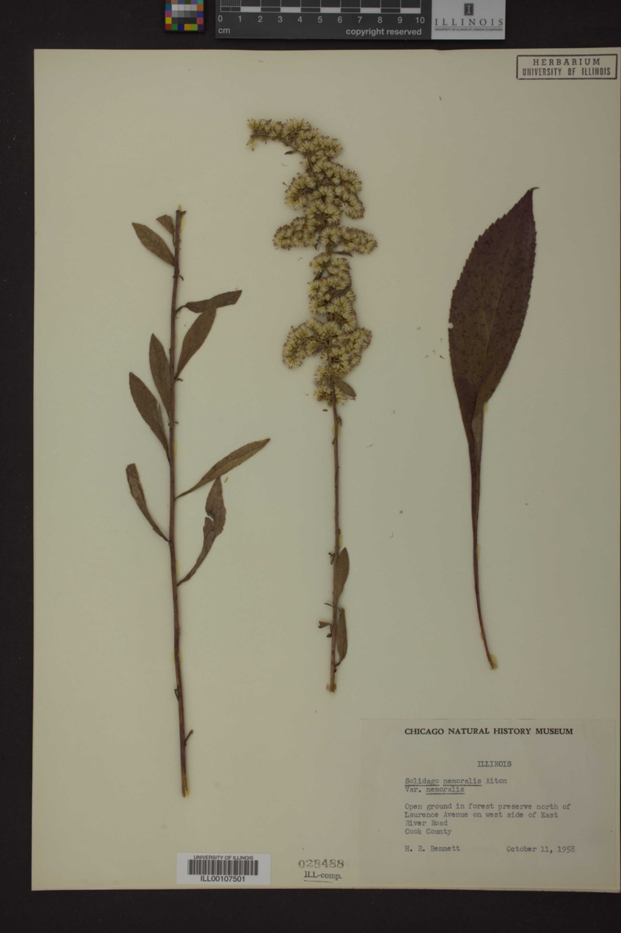 Solidago nemoralis var. nemoralis image