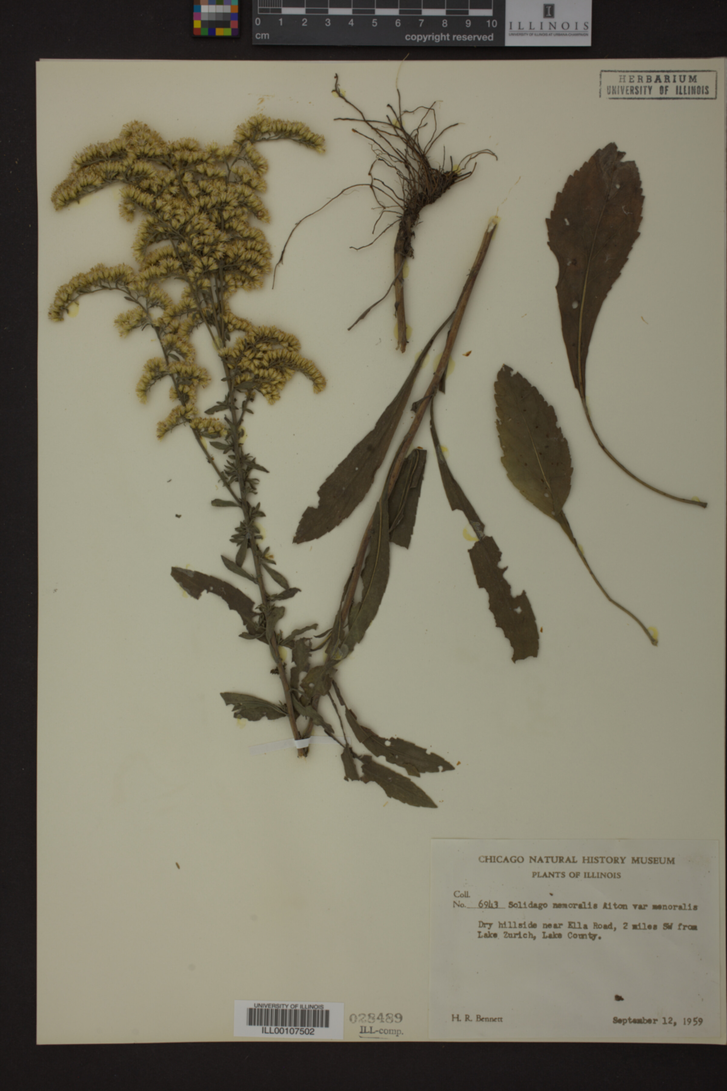 Solidago nemoralis var. nemoralis image