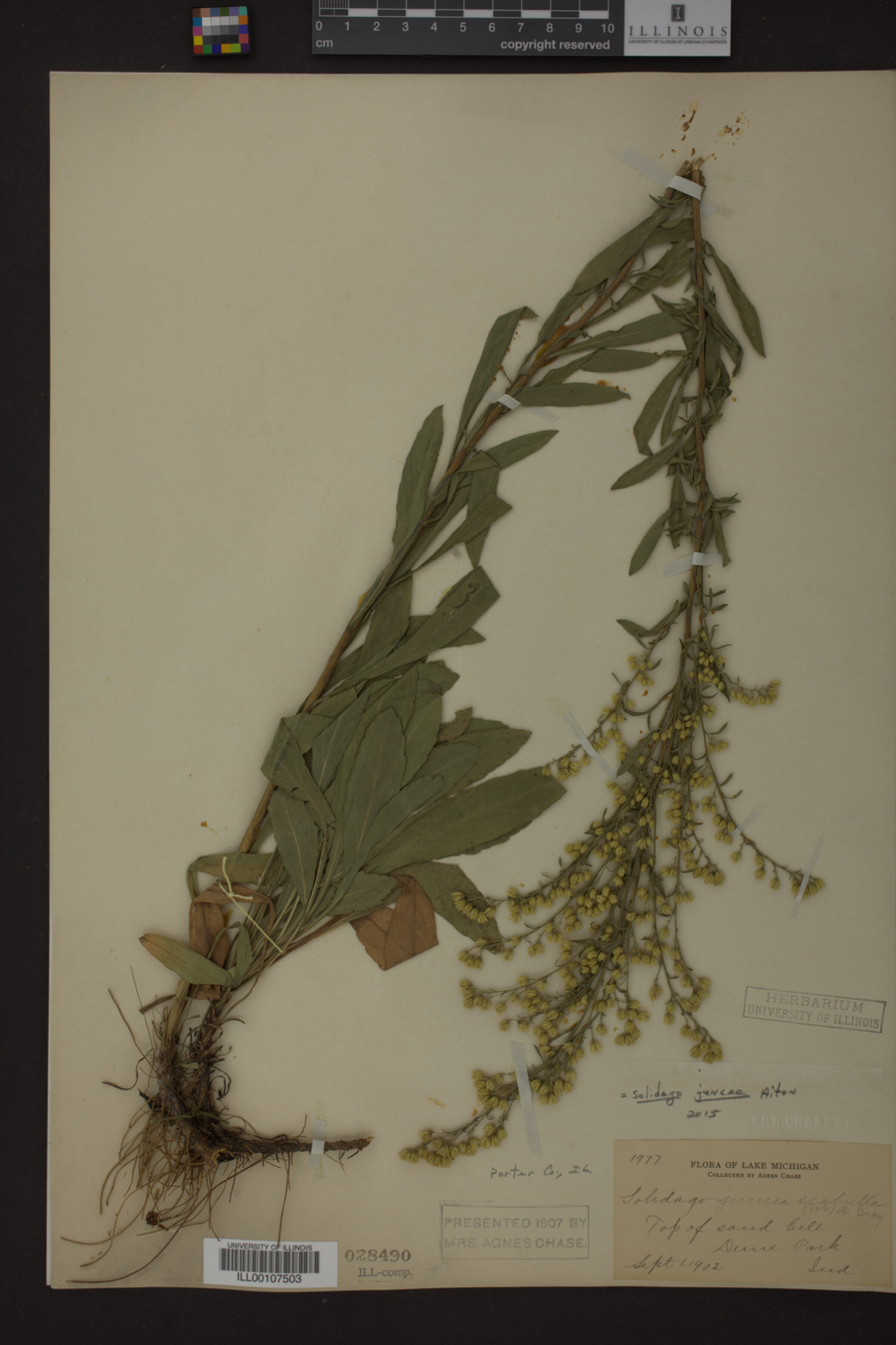 Solidago juncea image