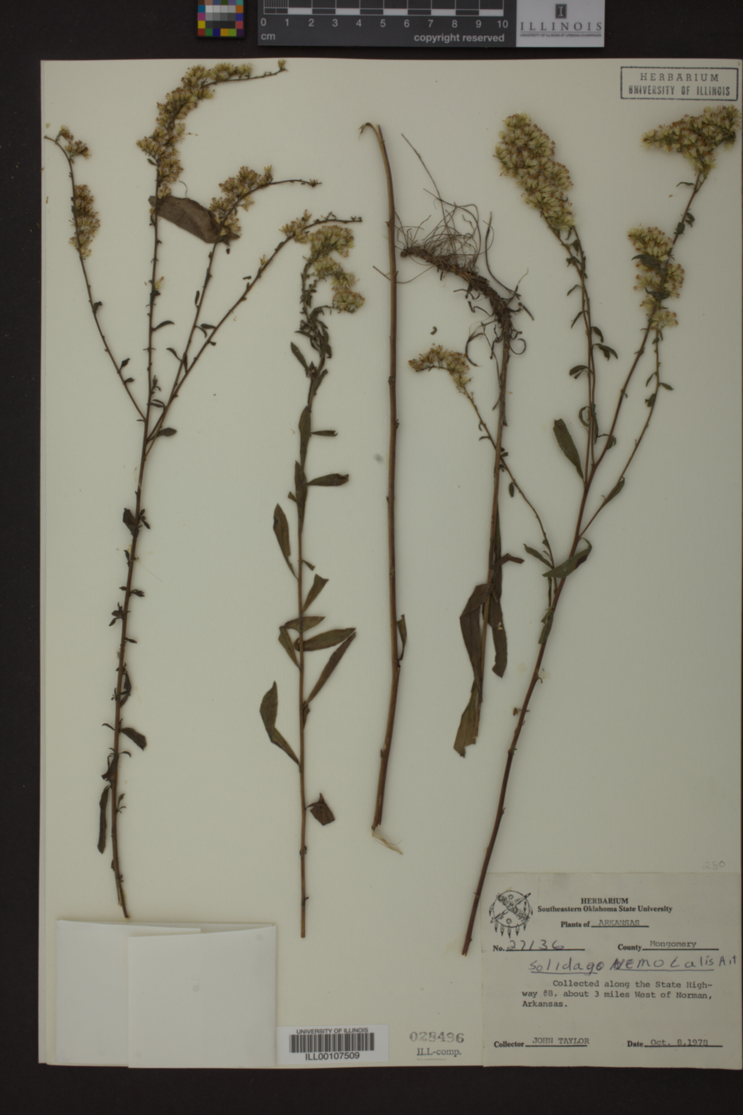 Solidago nemoralis image