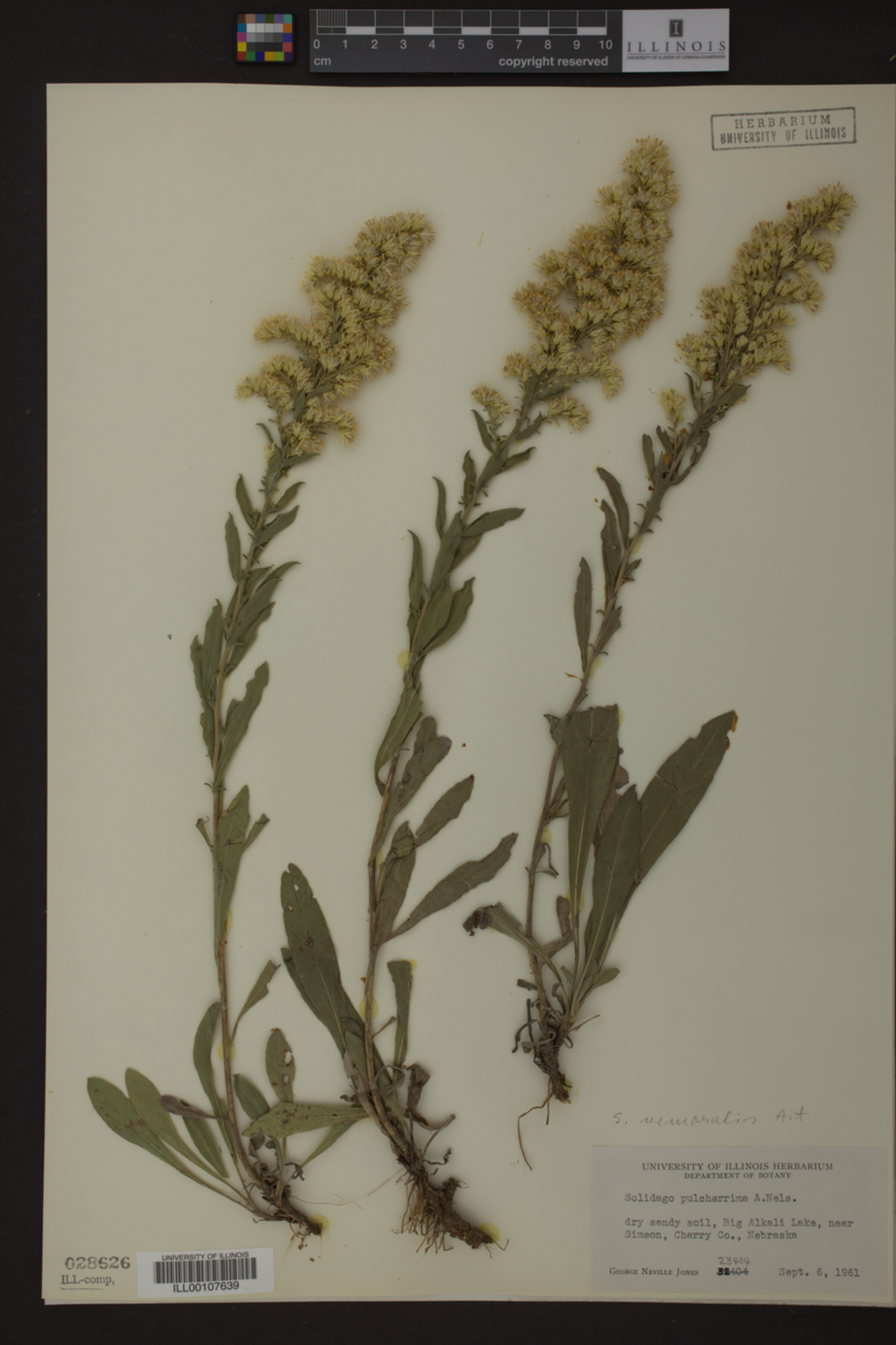 Solidago nemoralis image