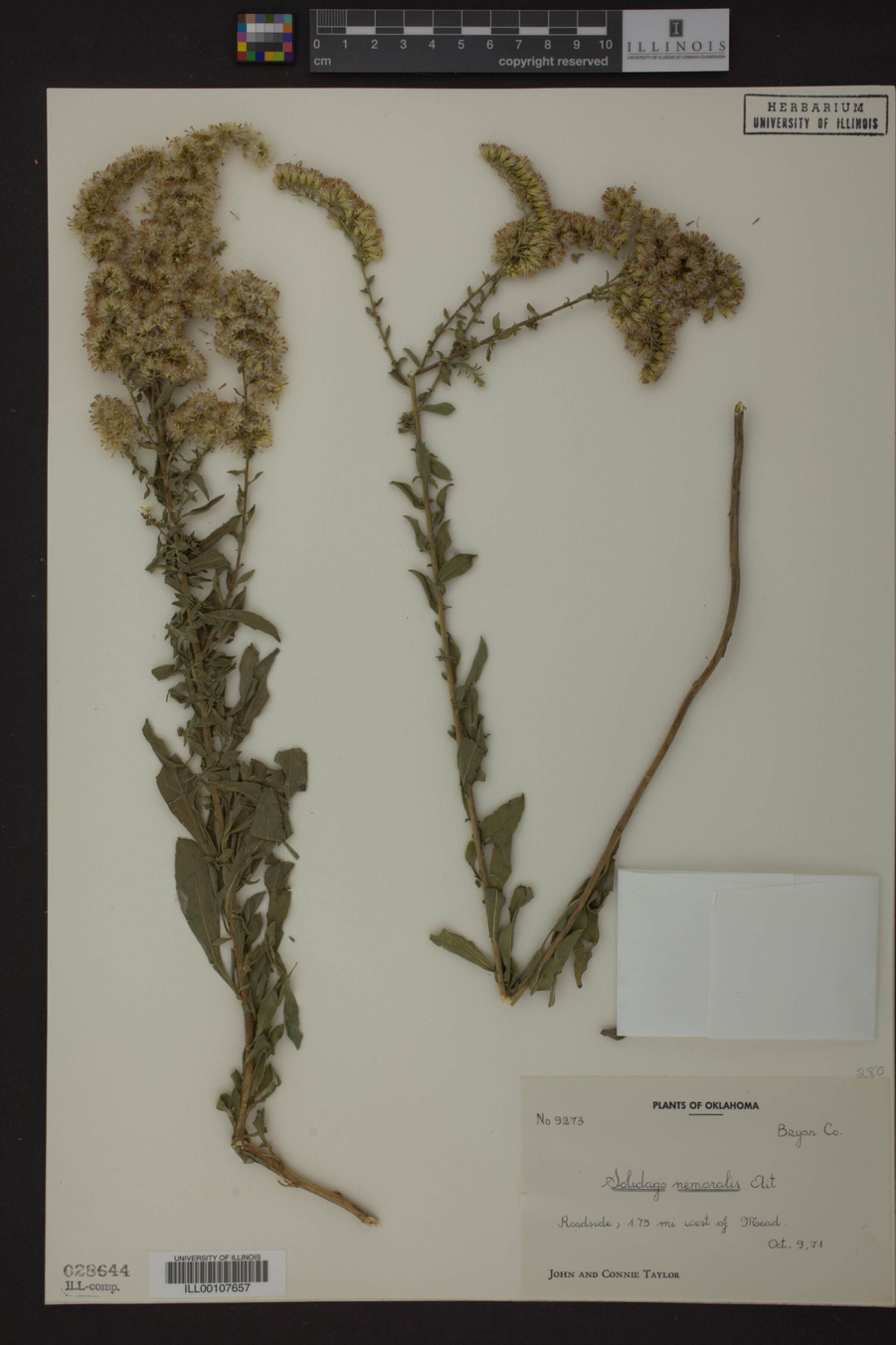 Solidago nemoralis image