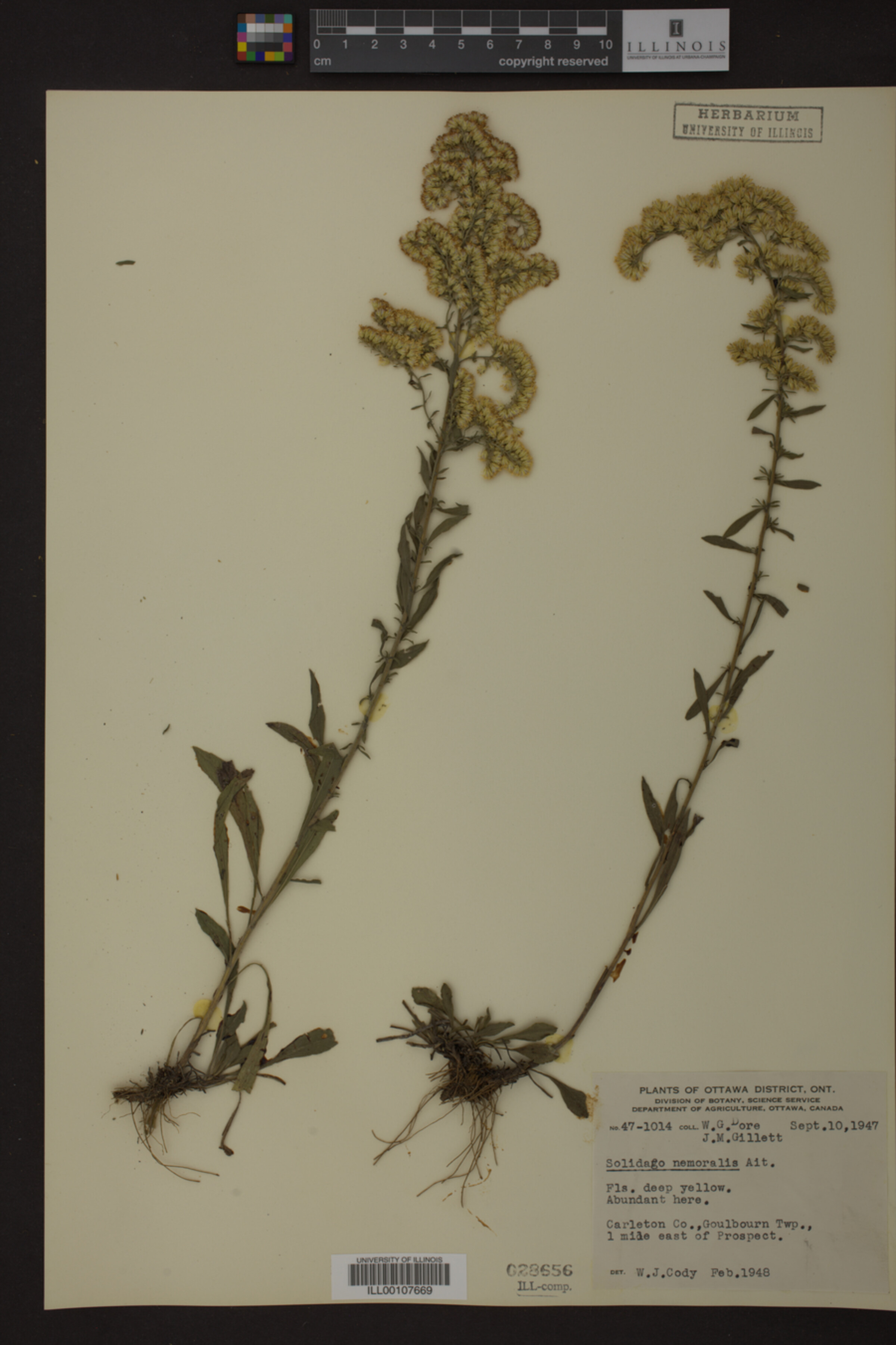 Solidago nemoralis image