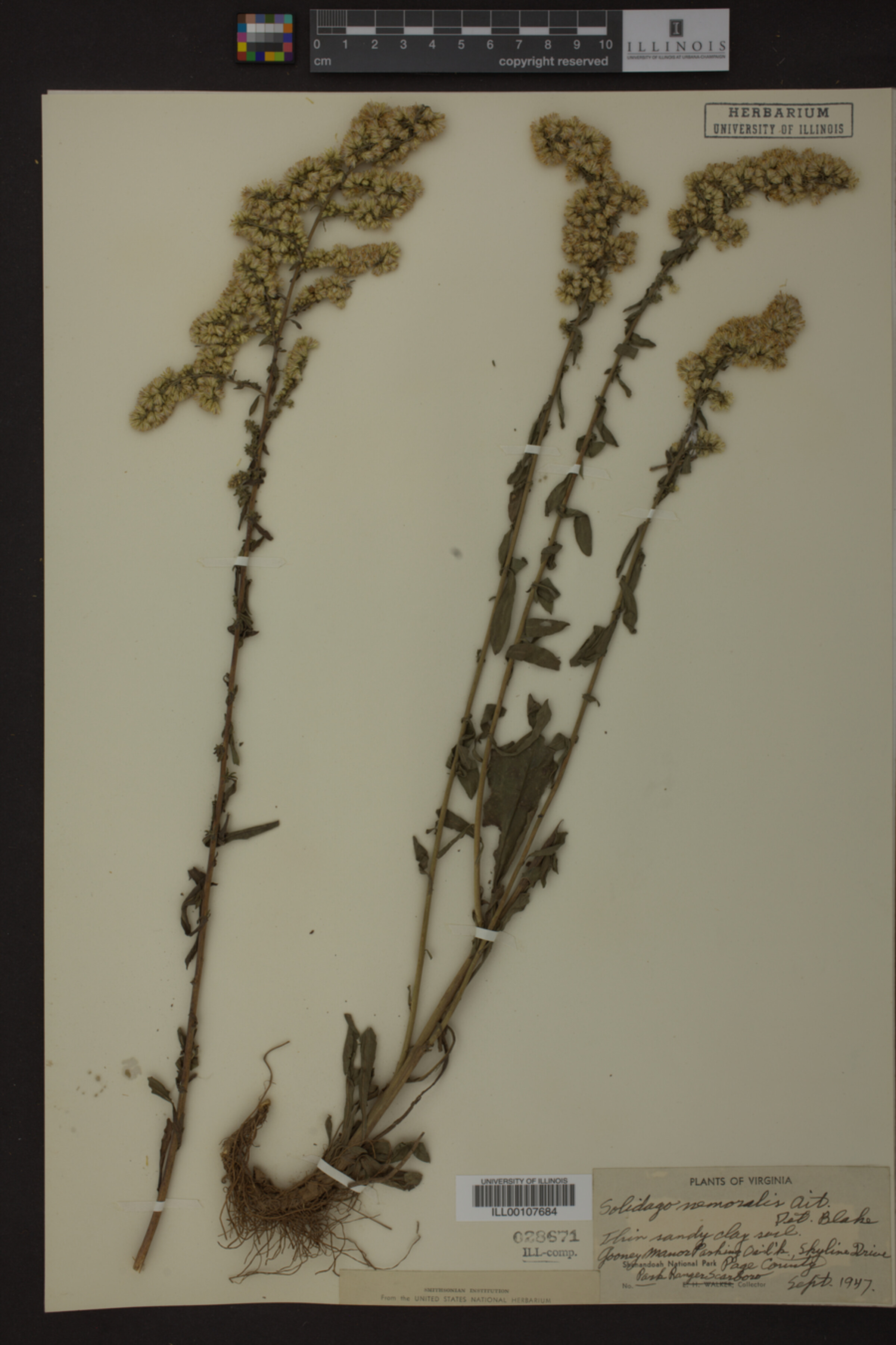 Solidago nemoralis image