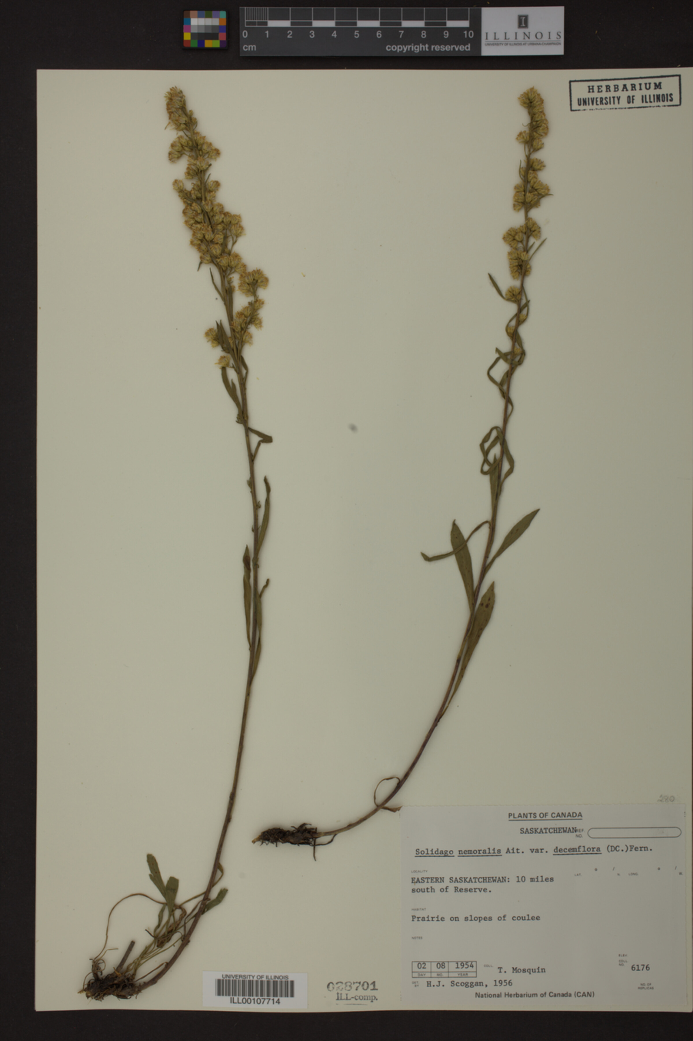 Solidago nemoralis var. decemflora image
