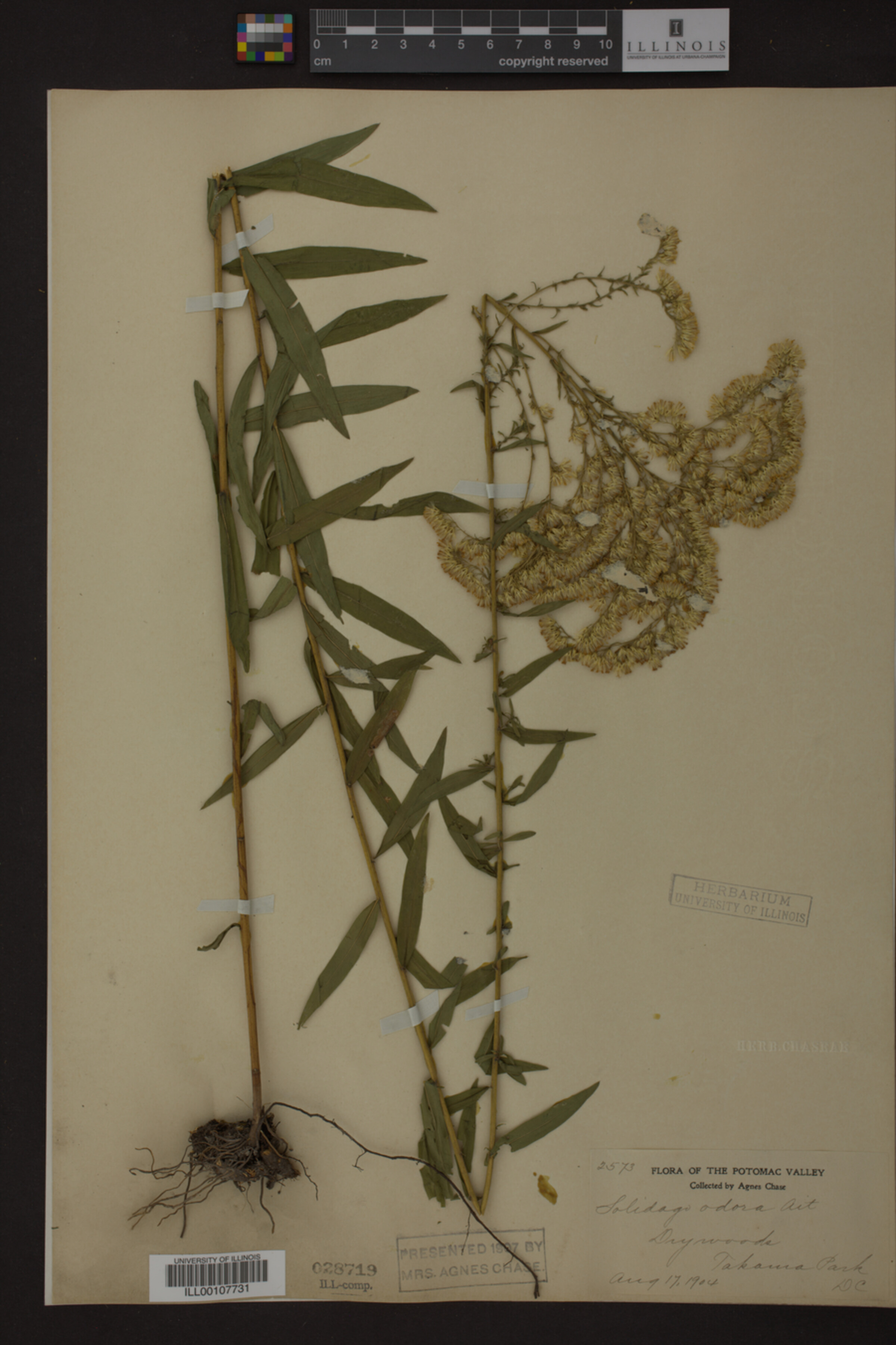 Solidago odora image