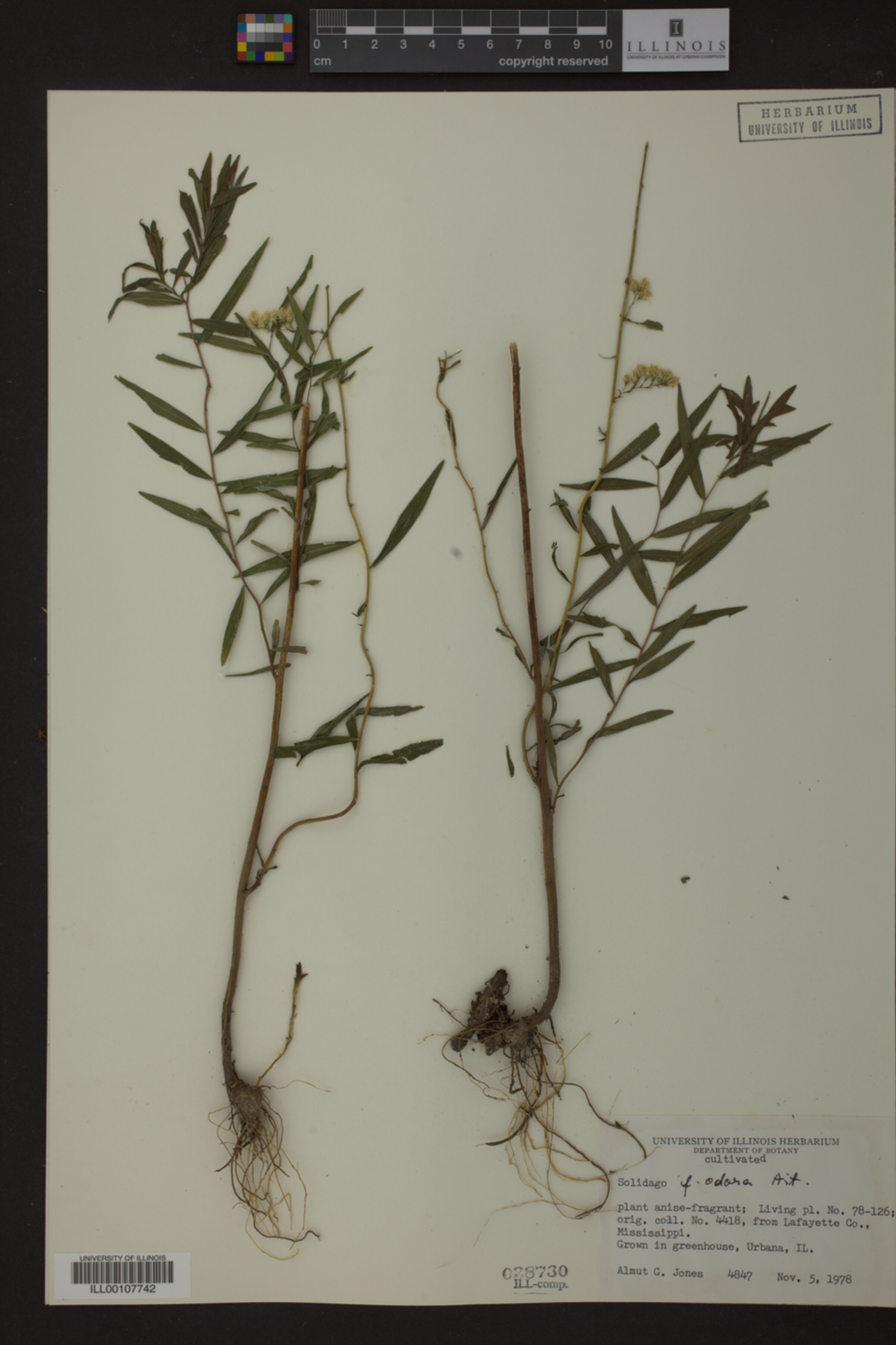 Solidago odora image