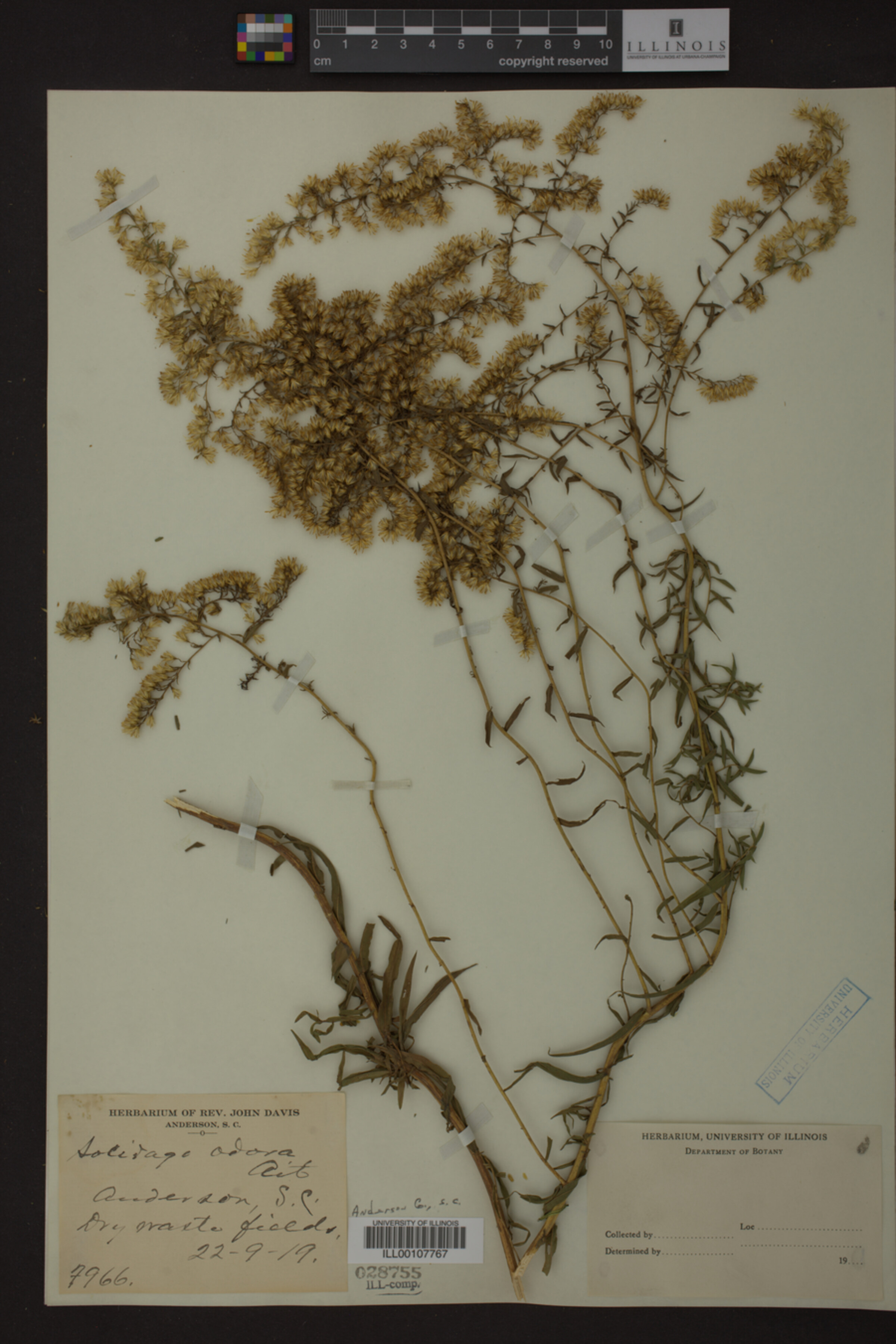 Solidago odora image