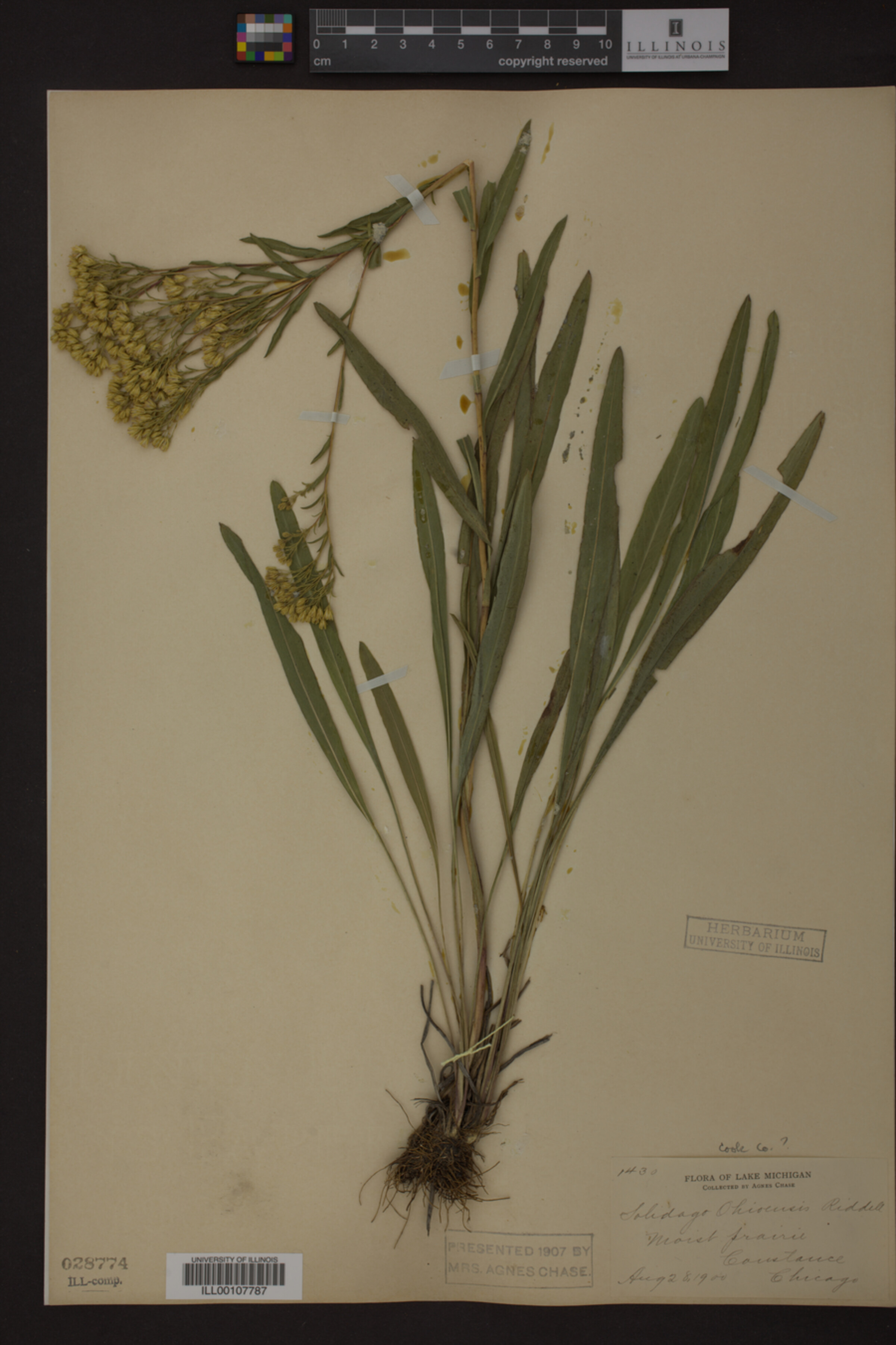 Solidago ohioensis image